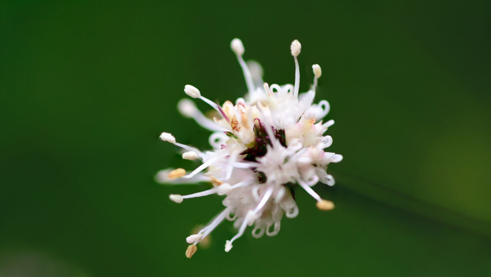 Nikon D5300 sample photo. Background, beautiful, beauty photography
