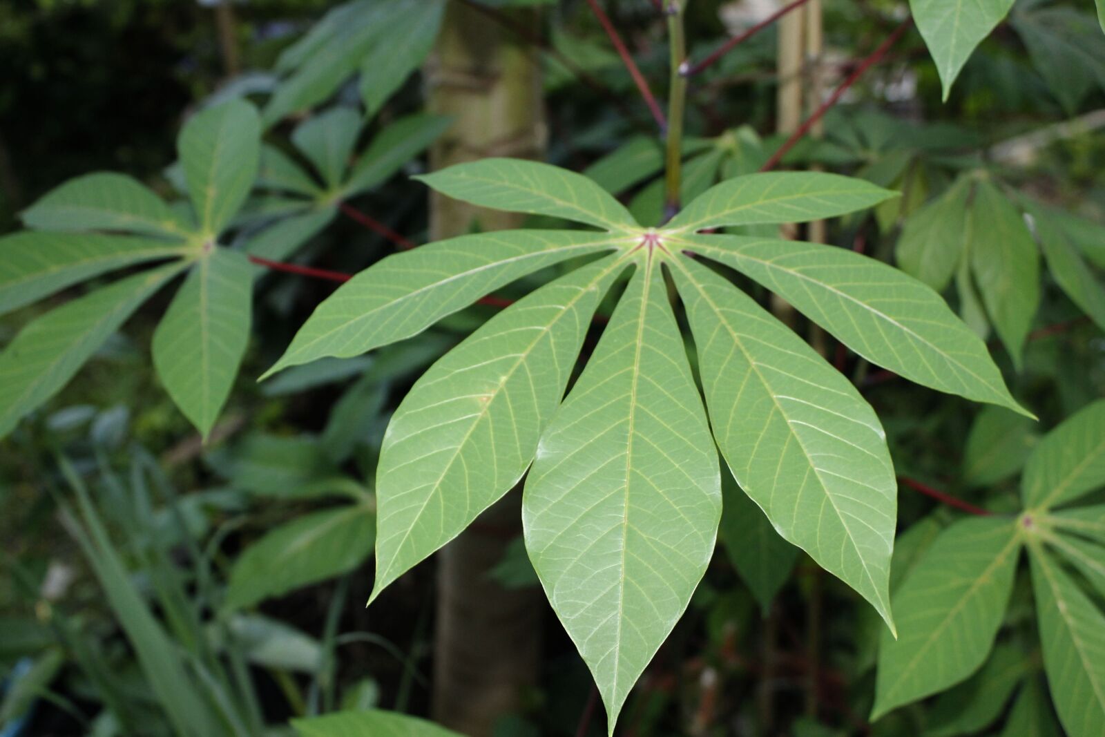 Canon EOS 1100D (EOS Rebel T3 / EOS Kiss X50) sample photo. Cassava leaves, vegetable, food photography