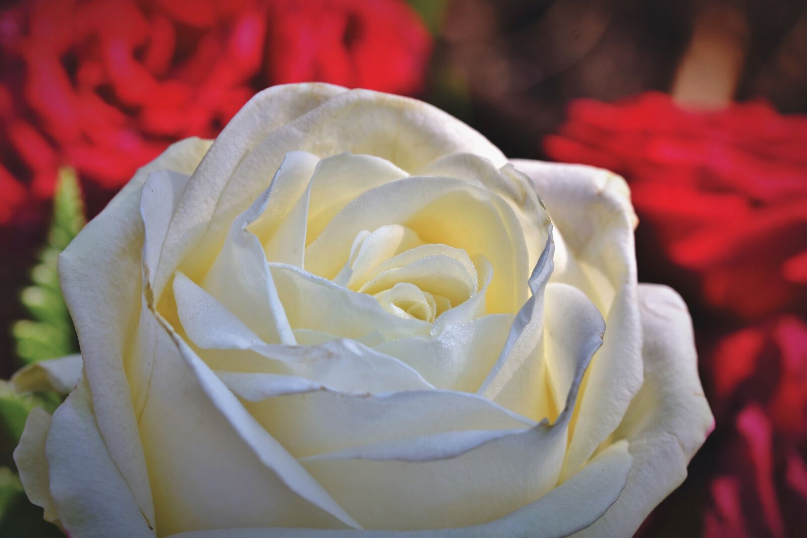 Nikon D7200 sample photo. Rose, bouquet of roses photography