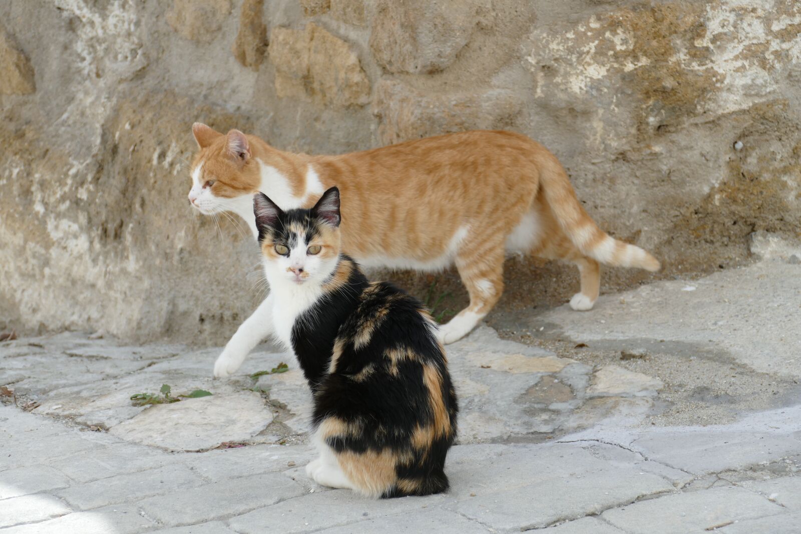 Panasonic Lumix DMC-FZ1000 sample photo. Cat, cats, pet photography
