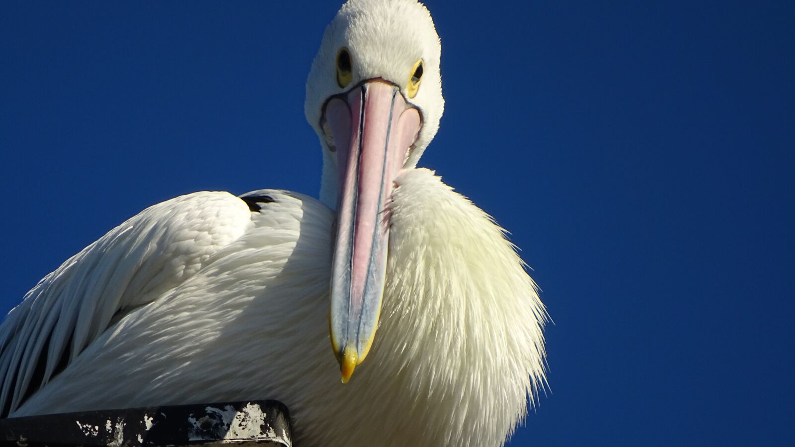 Sony Cyber-shot DSC-HX400V sample photo. Pelican, bird, beak photography