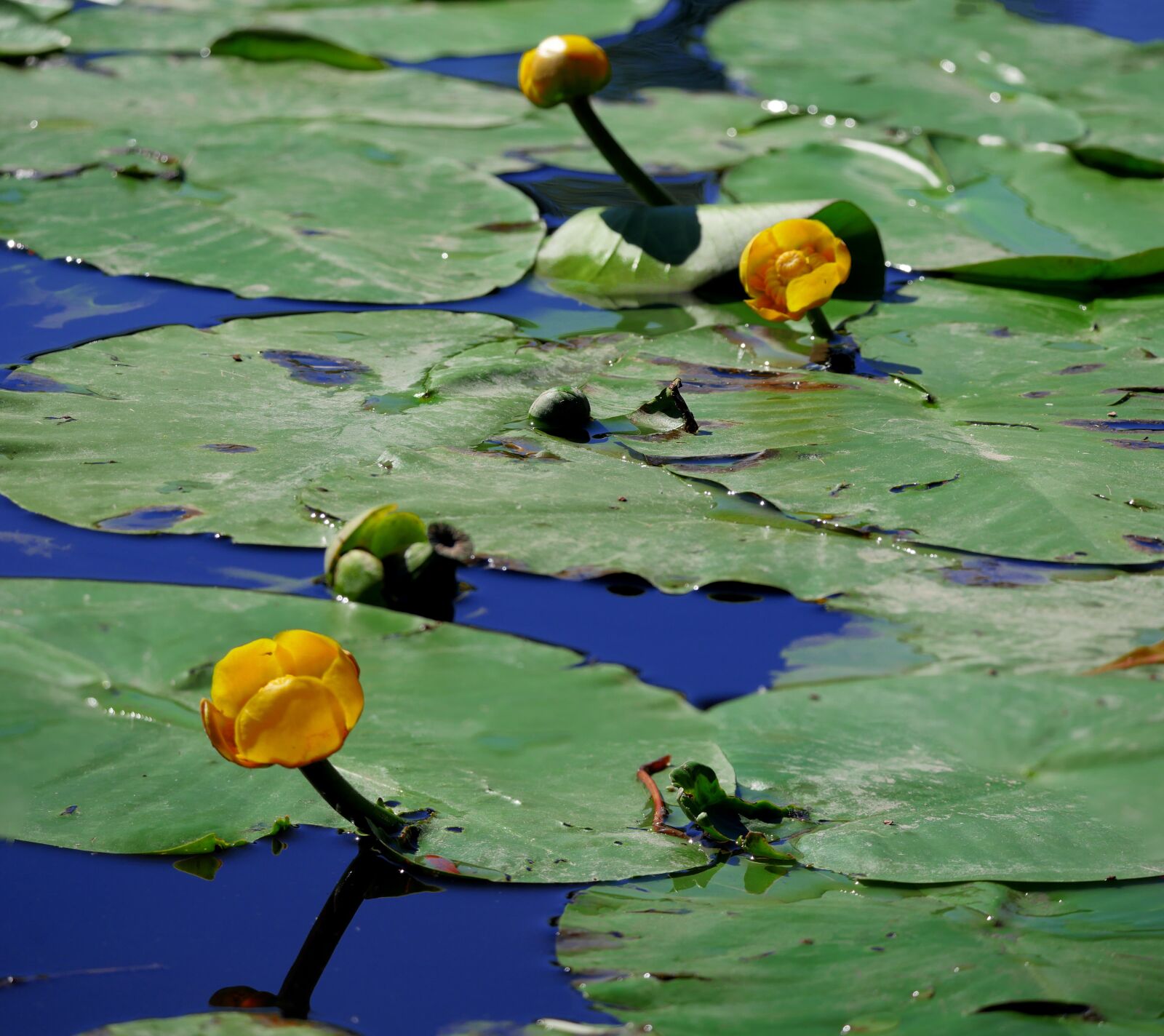 Panasonic Lumix DMC-GX8 sample photo. Nuphar lutea, water lilies photography