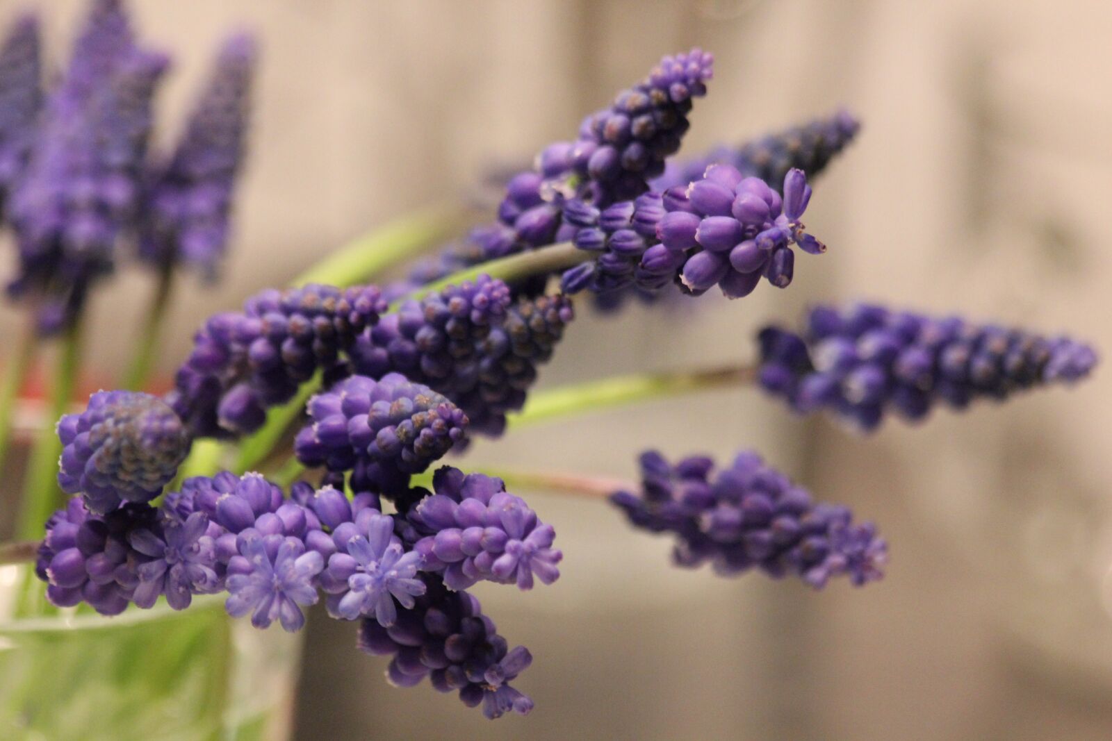 Canon EOS 550D (EOS Rebel T2i / EOS Kiss X4) sample photo. Flowers, purple, purple flowers photography