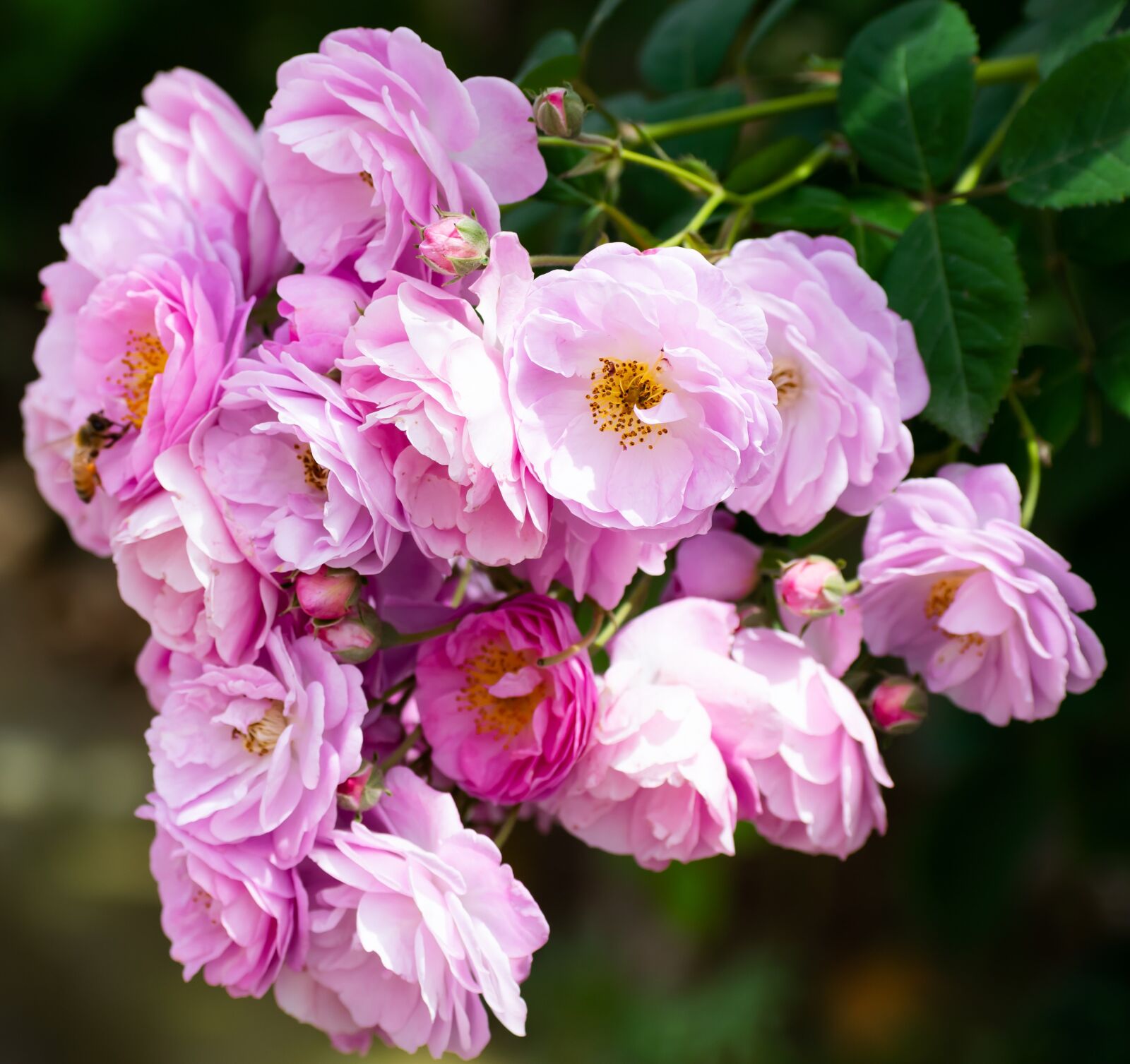 Nikon D3300 sample photo. Rose flower, bunch, bouquet photography