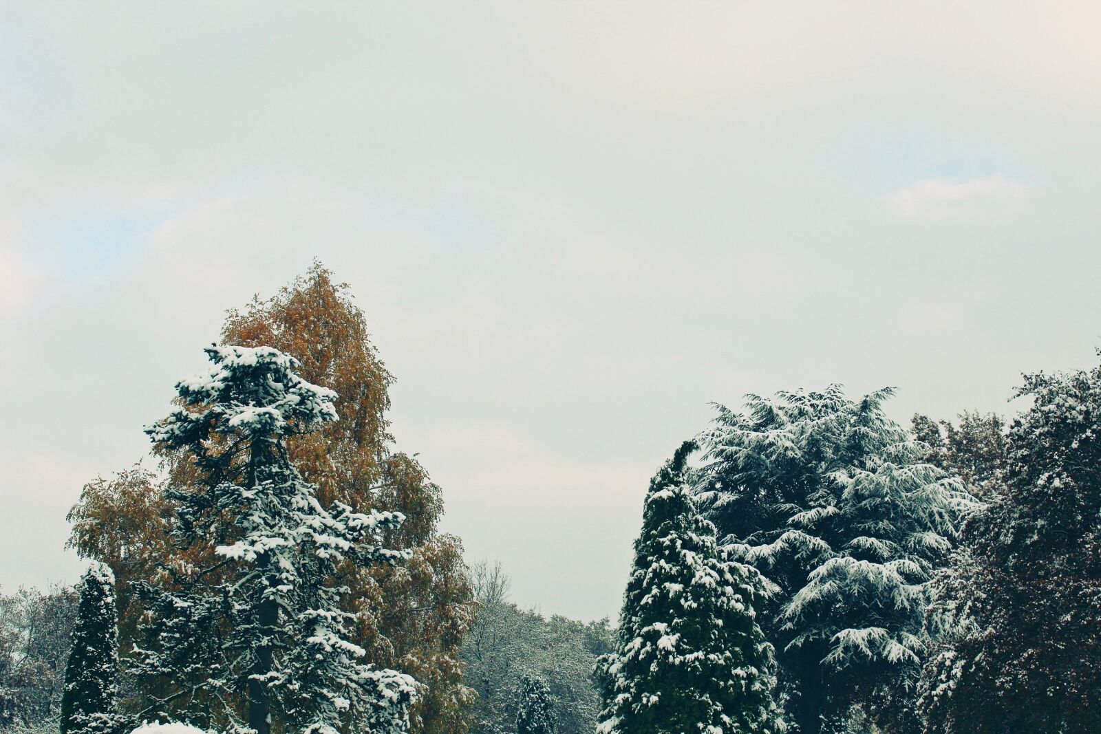 Canon EOS 1200D (EOS Rebel T5 / EOS Kiss X70 / EOS Hi) sample photo. Trees, autumn, winter photography
