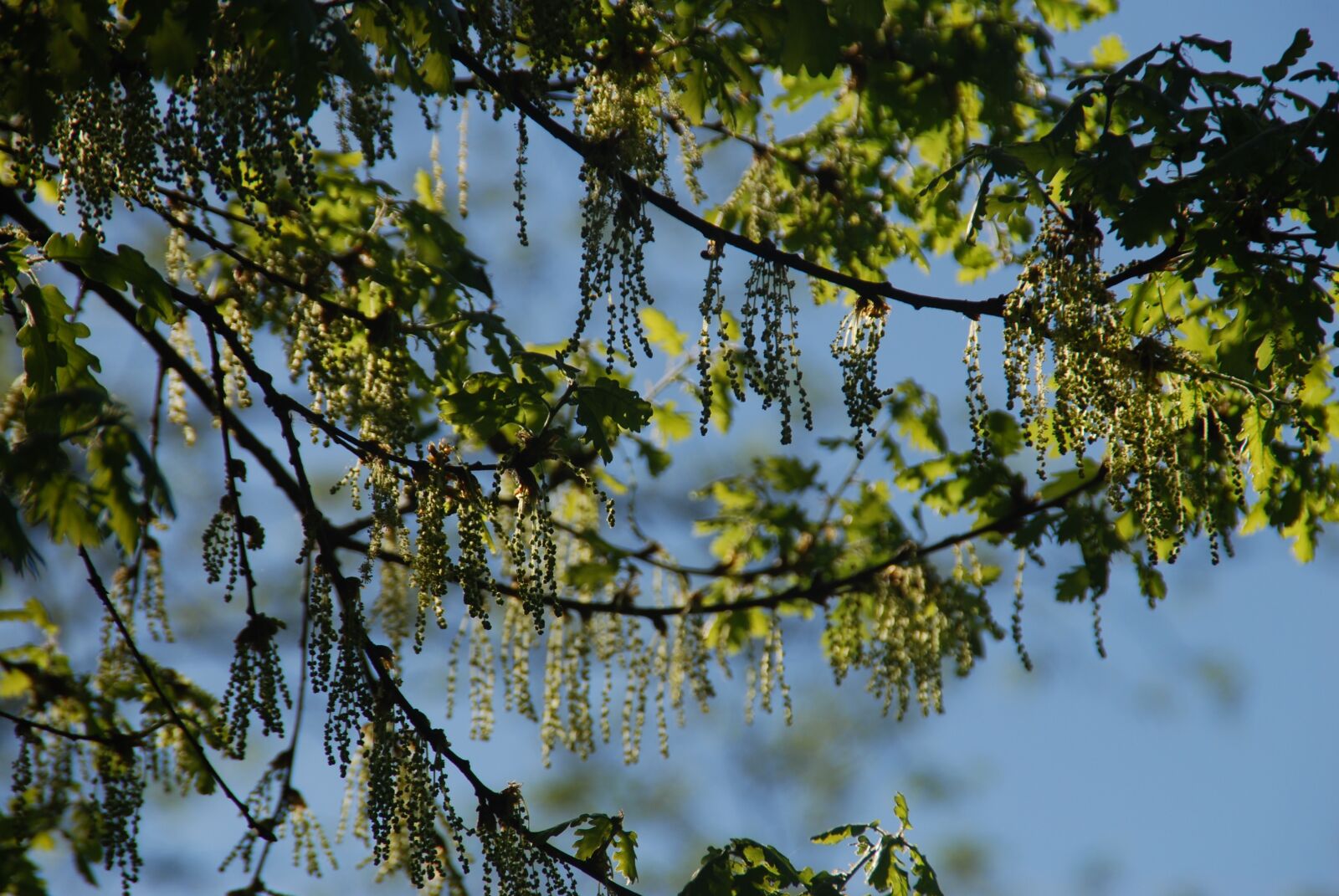 Nikon D80 sample photo. Oak, flowers, buds photography