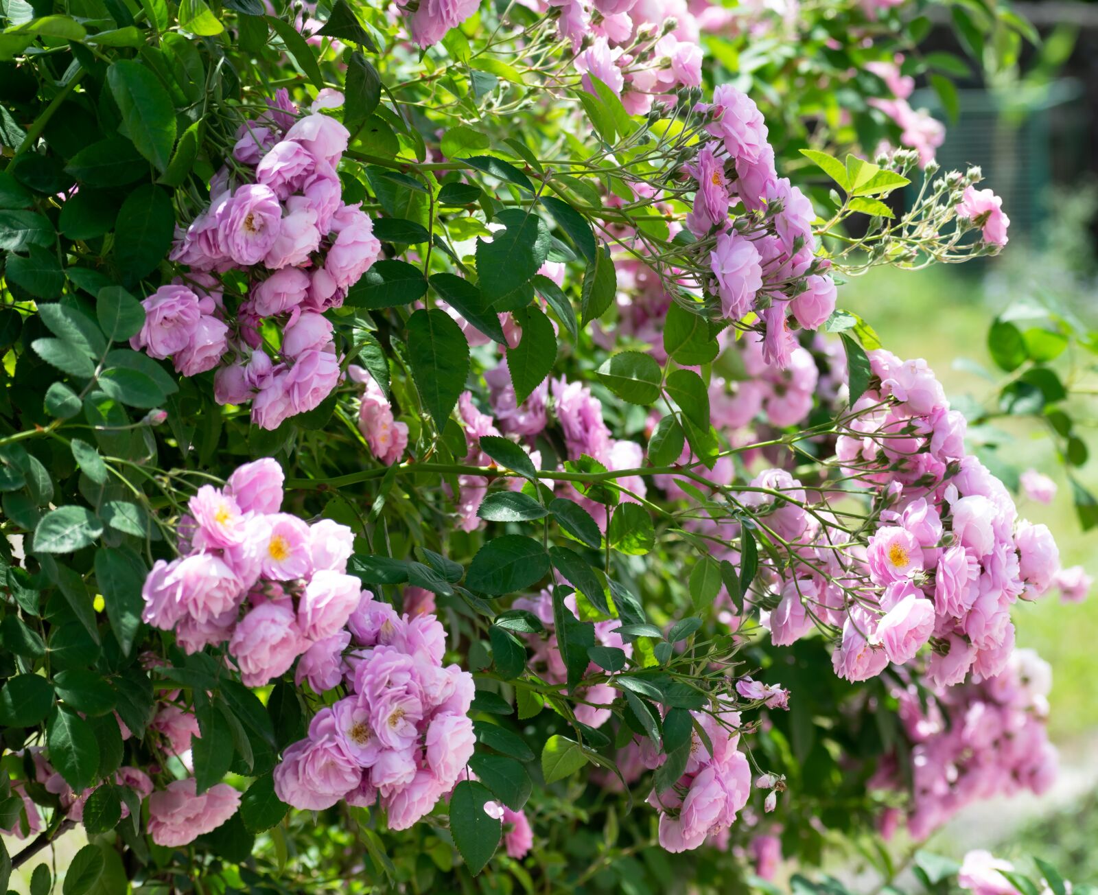 Nikon D3300 sample photo. Spring season, roses, bloom photography