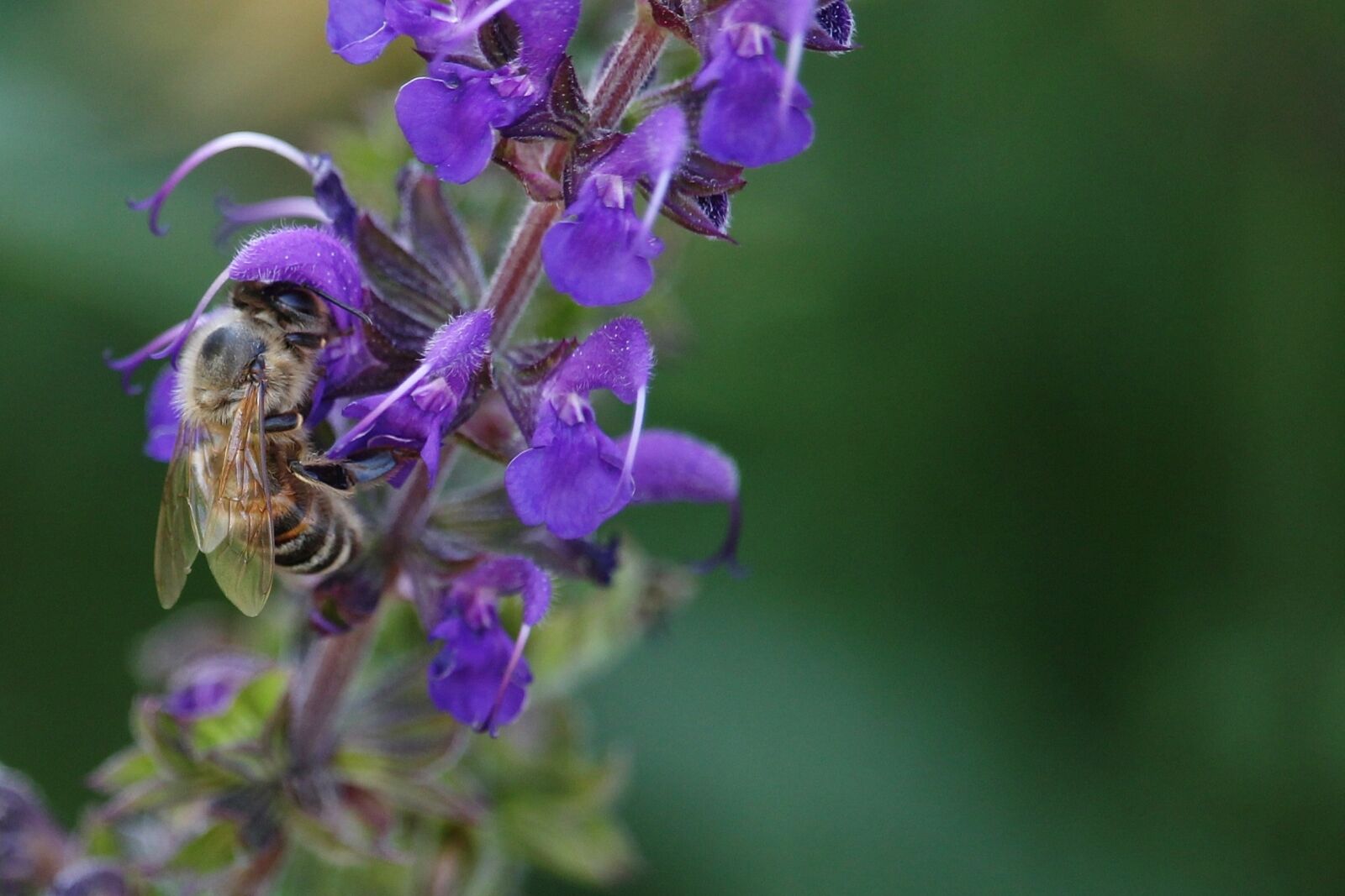 Canon EF-S 55-250mm F4-5.6 IS STM sample photo. Macro, bee, insect photography