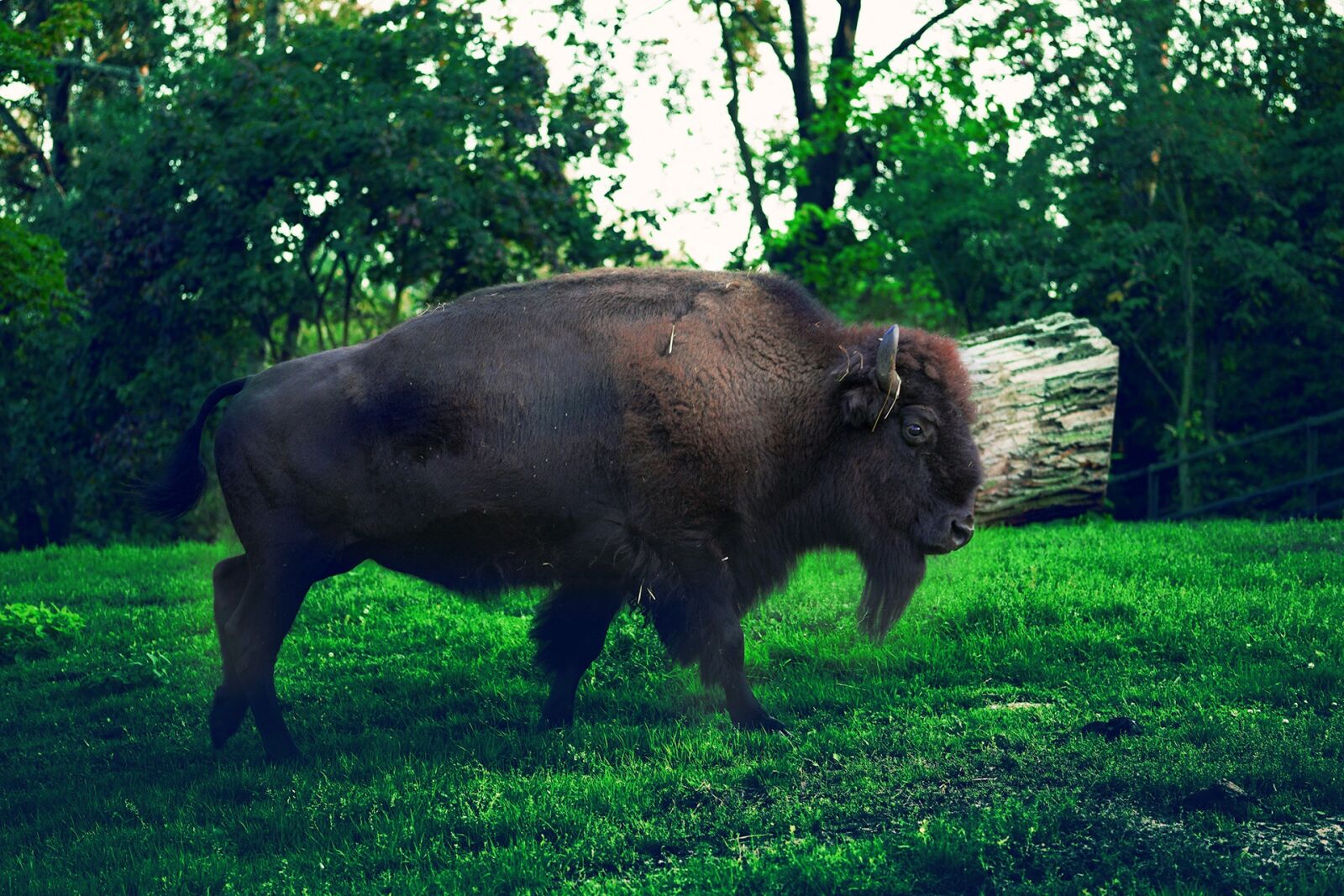 Sony a6500 + E 60mm F2.8 sample photo. Bison, nature, park photography