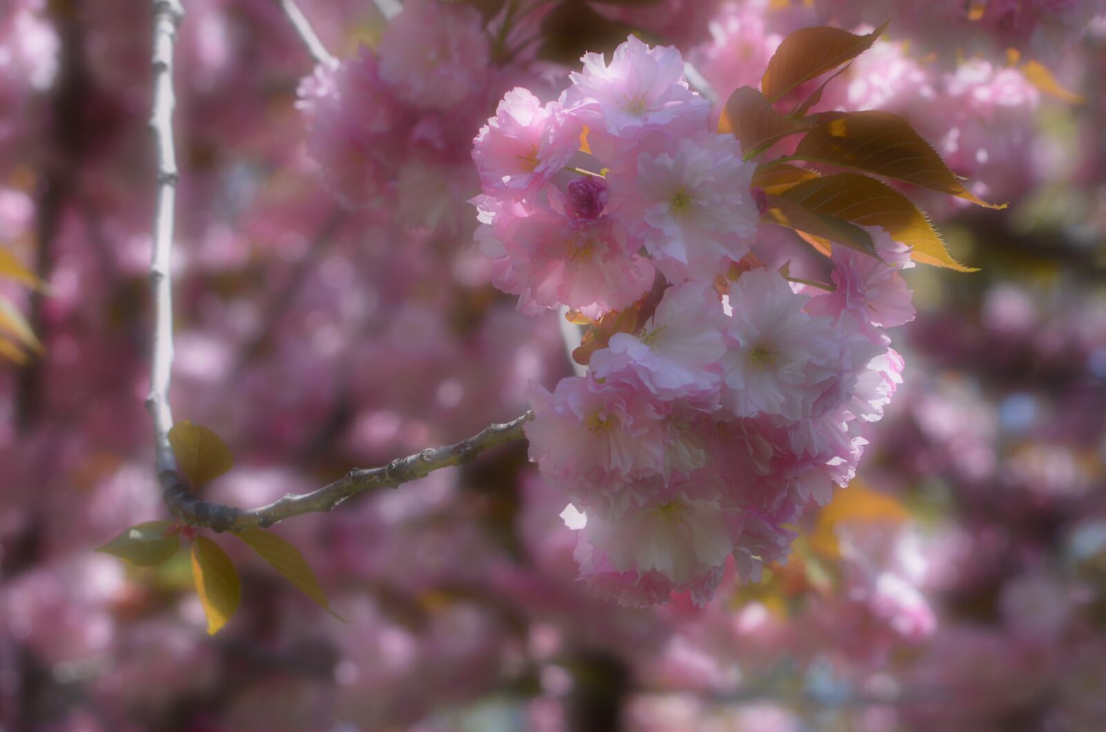 Nikon D5100 sample photo. Bloom, flower, pink photography