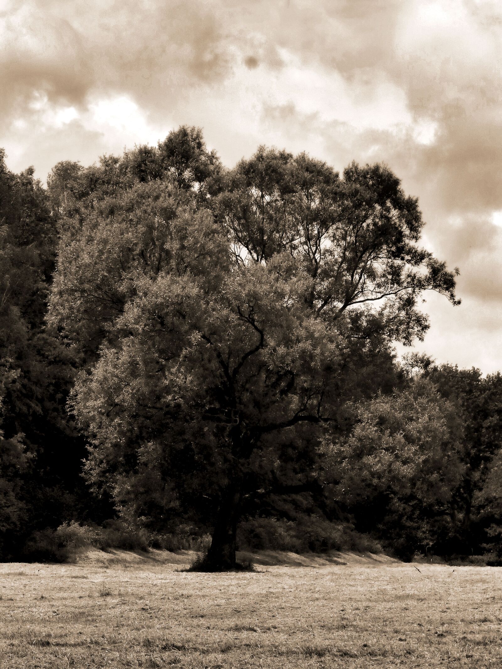 Olympus SP-820UZ sample photo. Tree, meadow, sepia photography