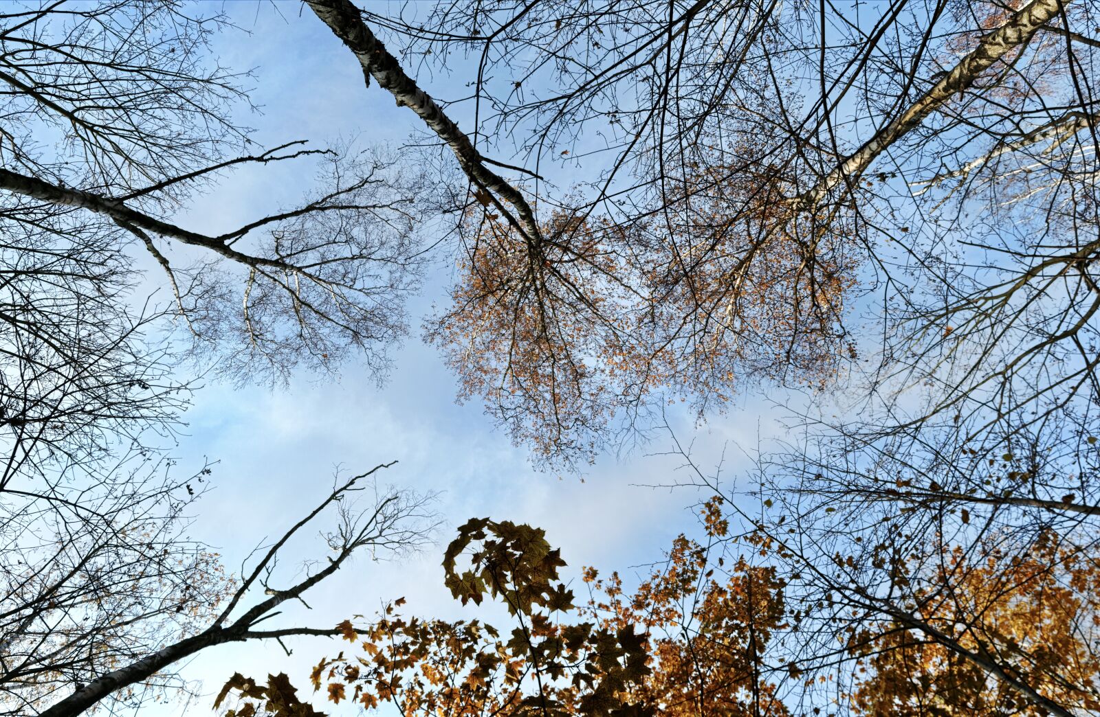 Nikon D3100 sample photo. Trees, forest, autumn photography
