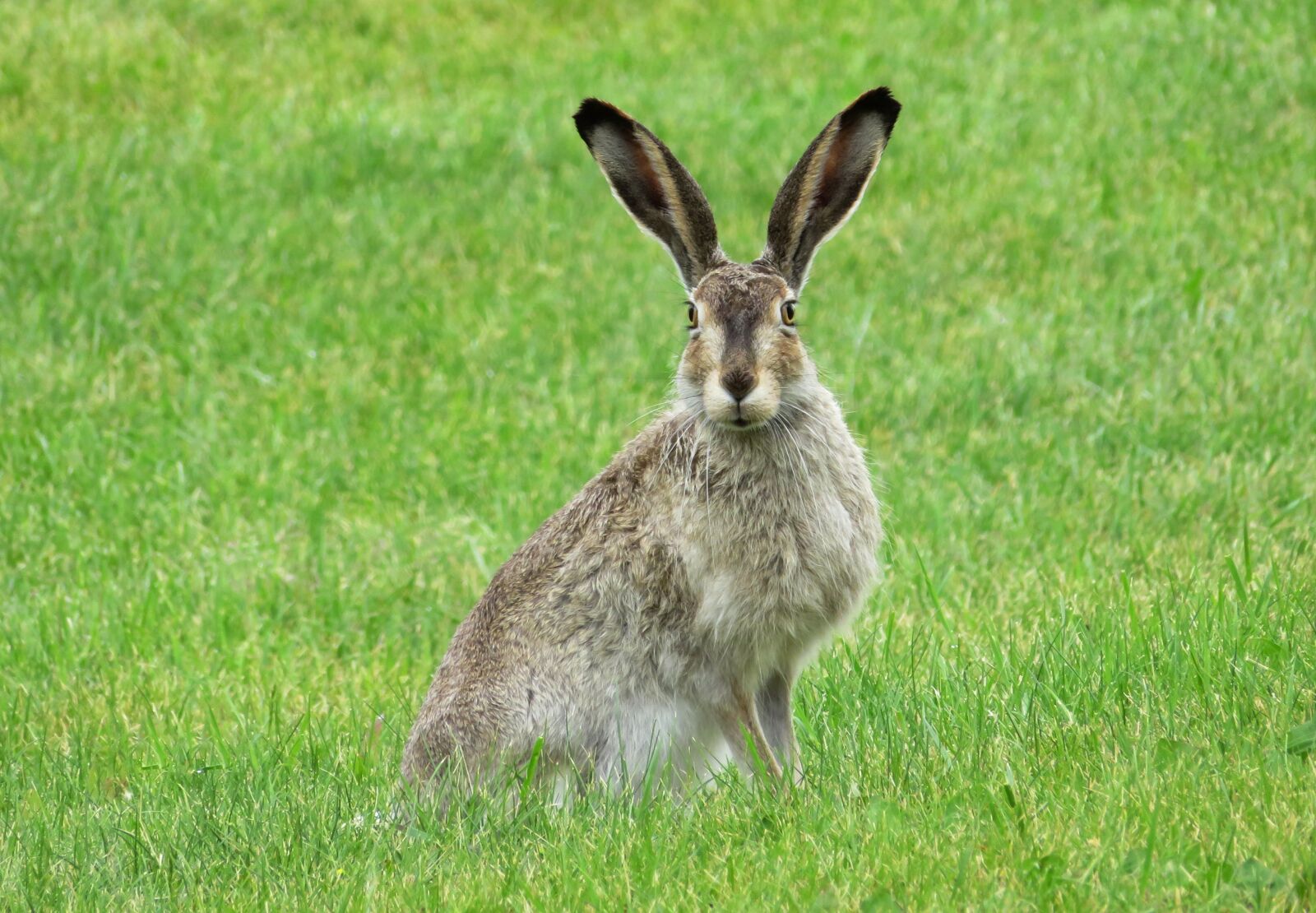 Canon PowerShot SX720 HS sample photo. Rabbit, bunny, hare photography