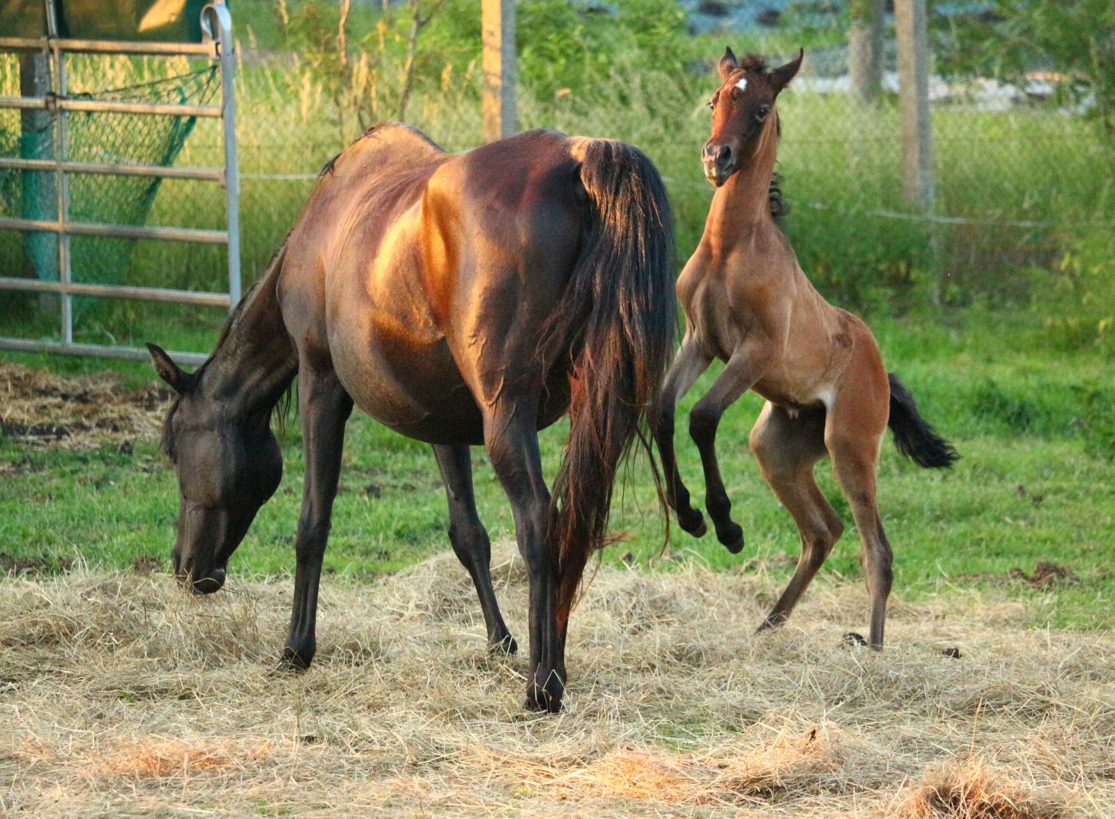 Canon EOS 100D (EOS Rebel SL1 / EOS Kiss X7) sample photo. Horse, foal, thoroughbred arabian photography