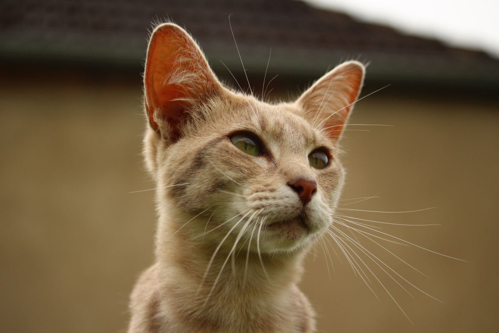 Canon EOS 100D (EOS Rebel SL1 / EOS Kiss X7) sample photo. Cat, mieze, kitten photography