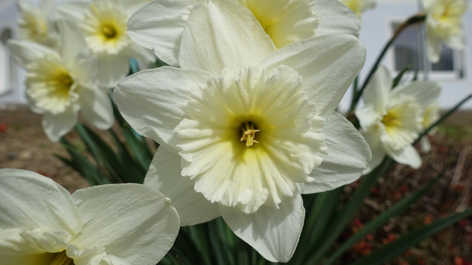 Sony Cyber-shot DSC-RX100 III sample photo. Spring, summer, flower photography