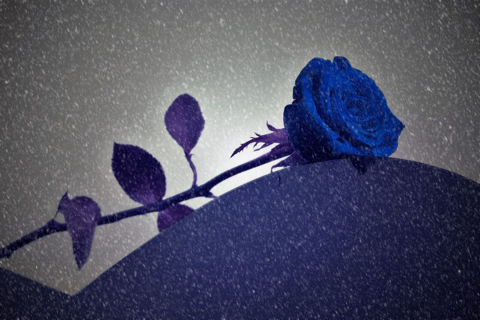Canon EOS 550D (EOS Rebel T2i / EOS Kiss X4) sample photo. Blue rose on grave photography