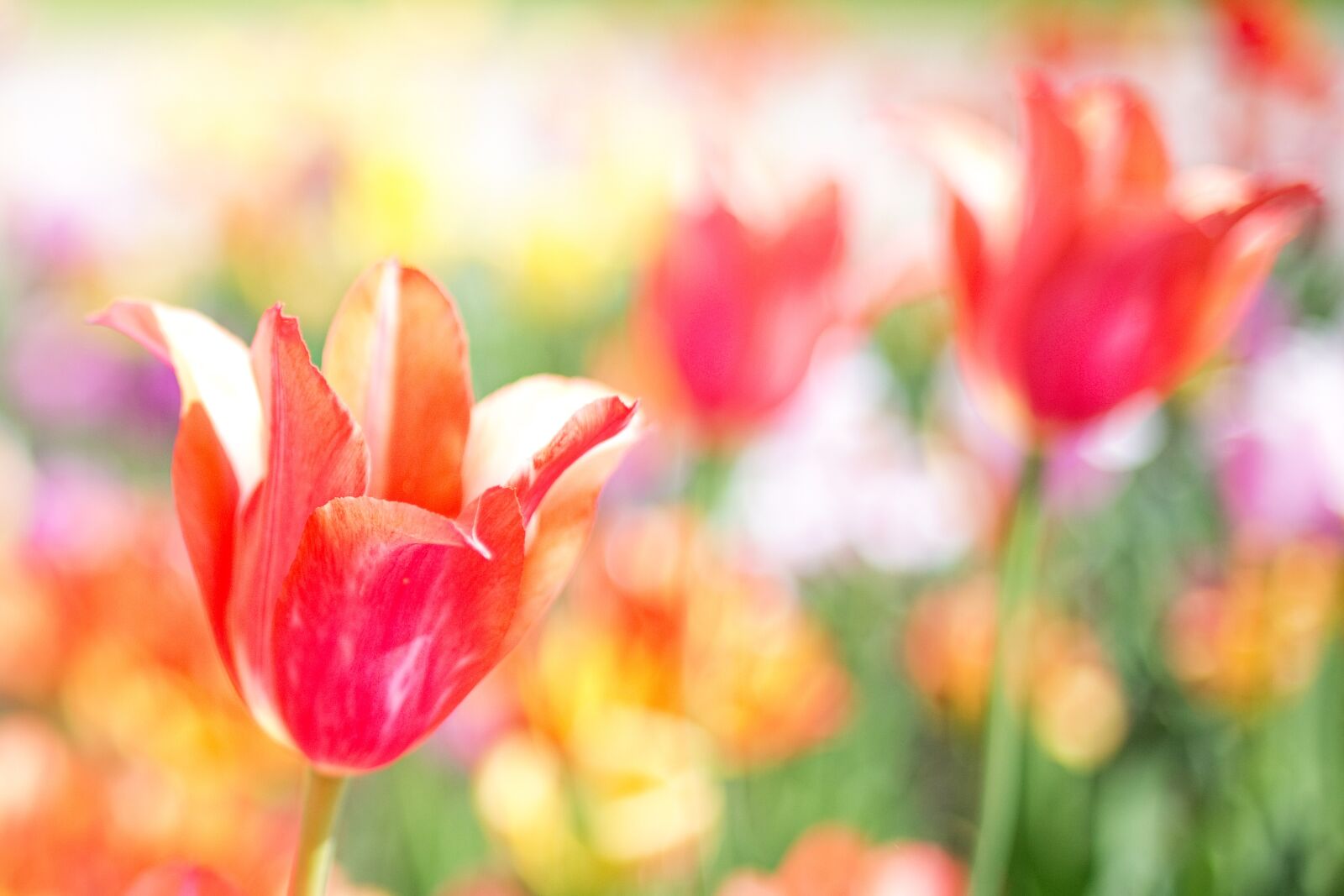 Canon EOS 5D Mark III sample photo. Tulips, pink, garden photography
