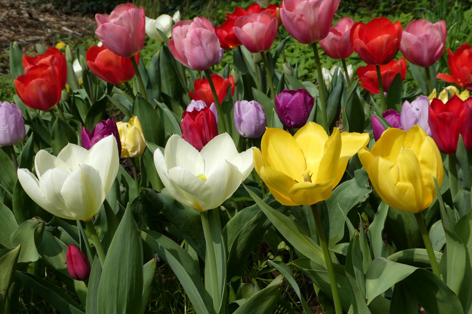 Panasonic Lumix DC-ZS70 (Lumix DC-TZ90) sample photo. Flower, tulips, garden photography