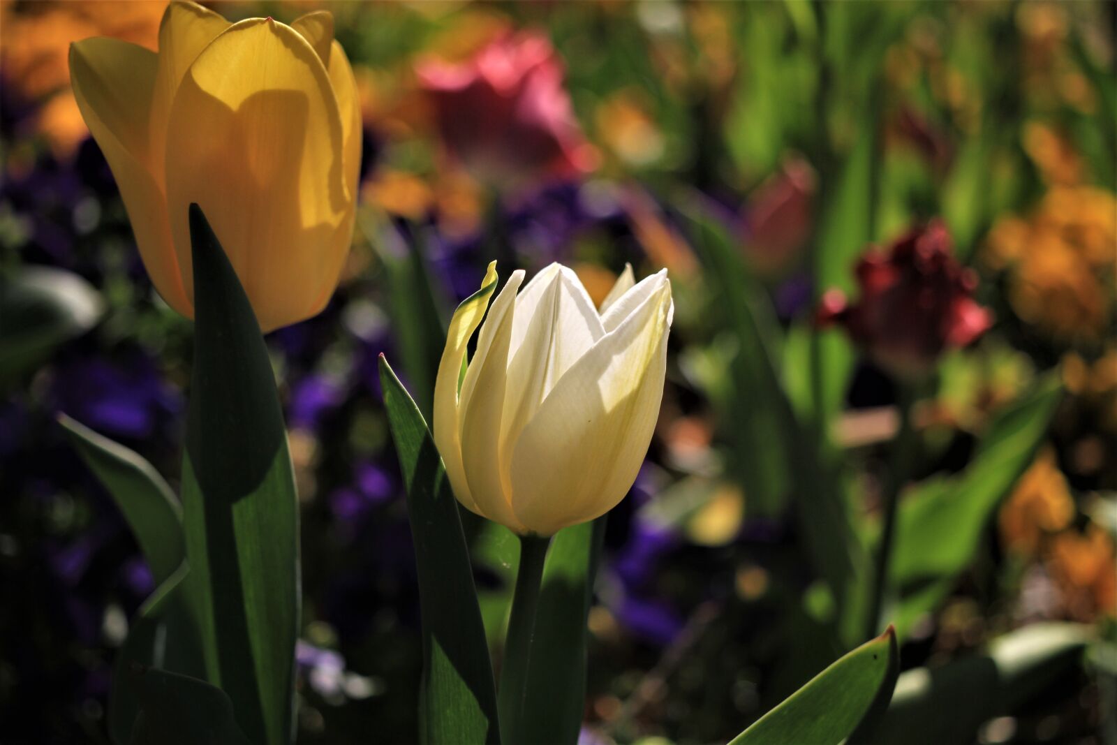 Canon EF-S 35mm F2.8 Macro IS STM sample photo. Tulips, flowers, spring photography