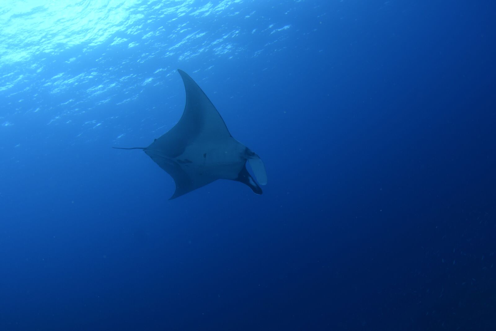 Nikon D500 sample photo. Fish, scuba diving, underwater photography