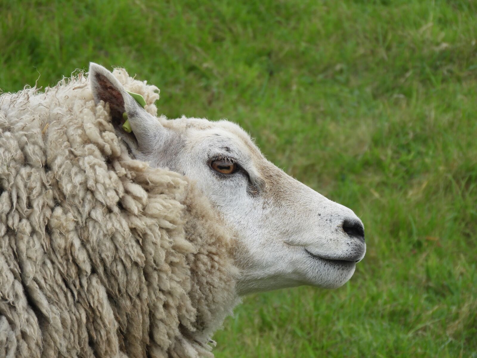 Nikon Coolpix B700 sample photo. Nature, animal, sheep photography