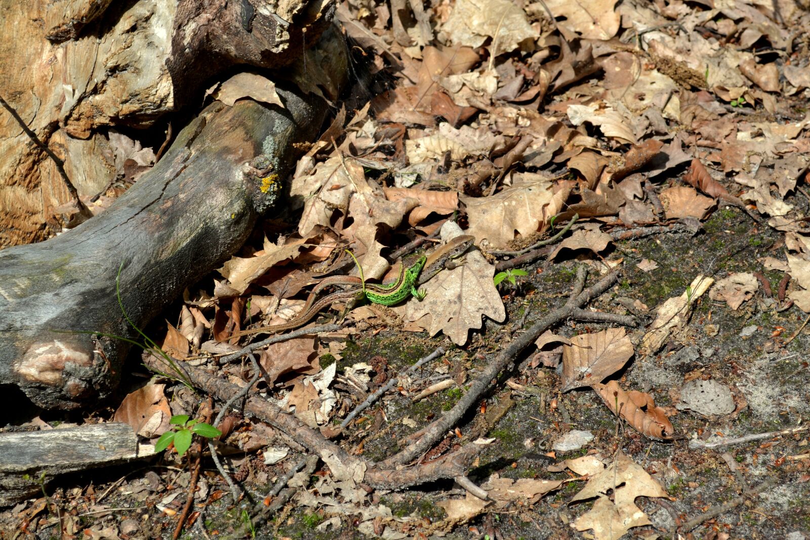 Nikon D3100 sample photo. Lizards, nature, animal photography