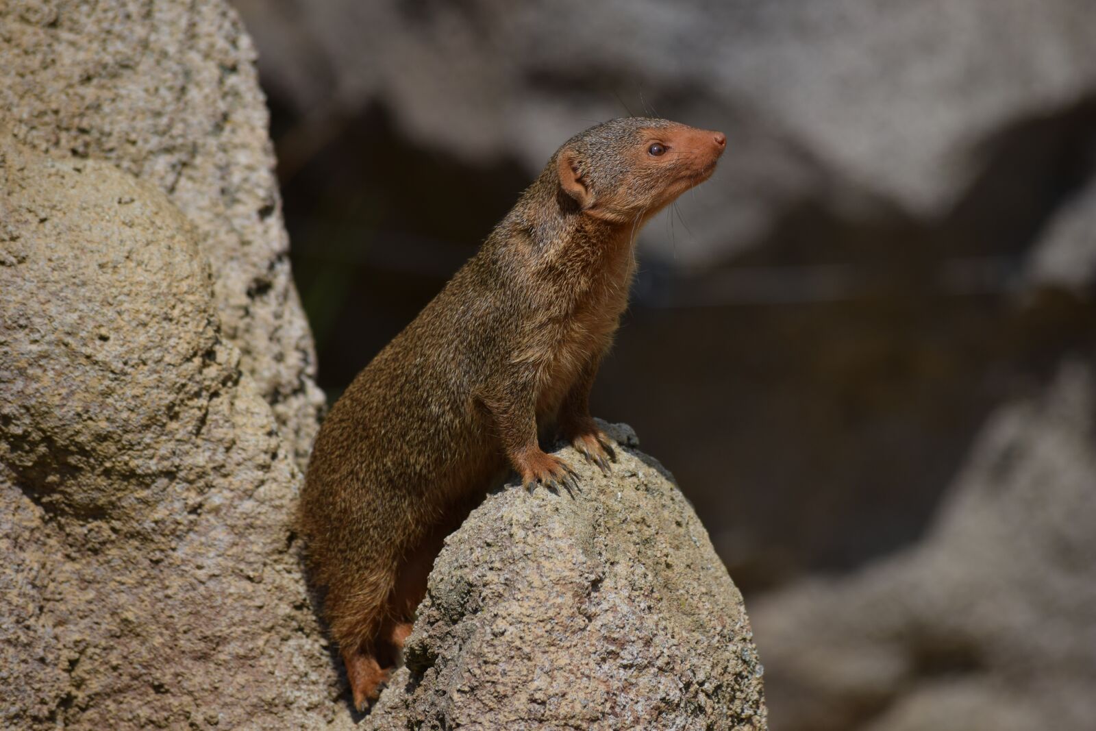Nikon D3300 sample photo. Opel, zoo, kronberg photography