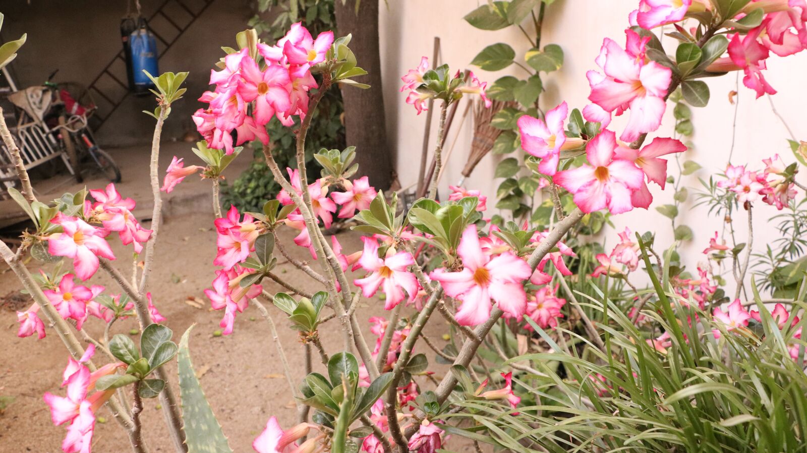 Canon EOS 750D (EOS Rebel T6i / EOS Kiss X8i) sample photo. Flowers, garden, plant photography