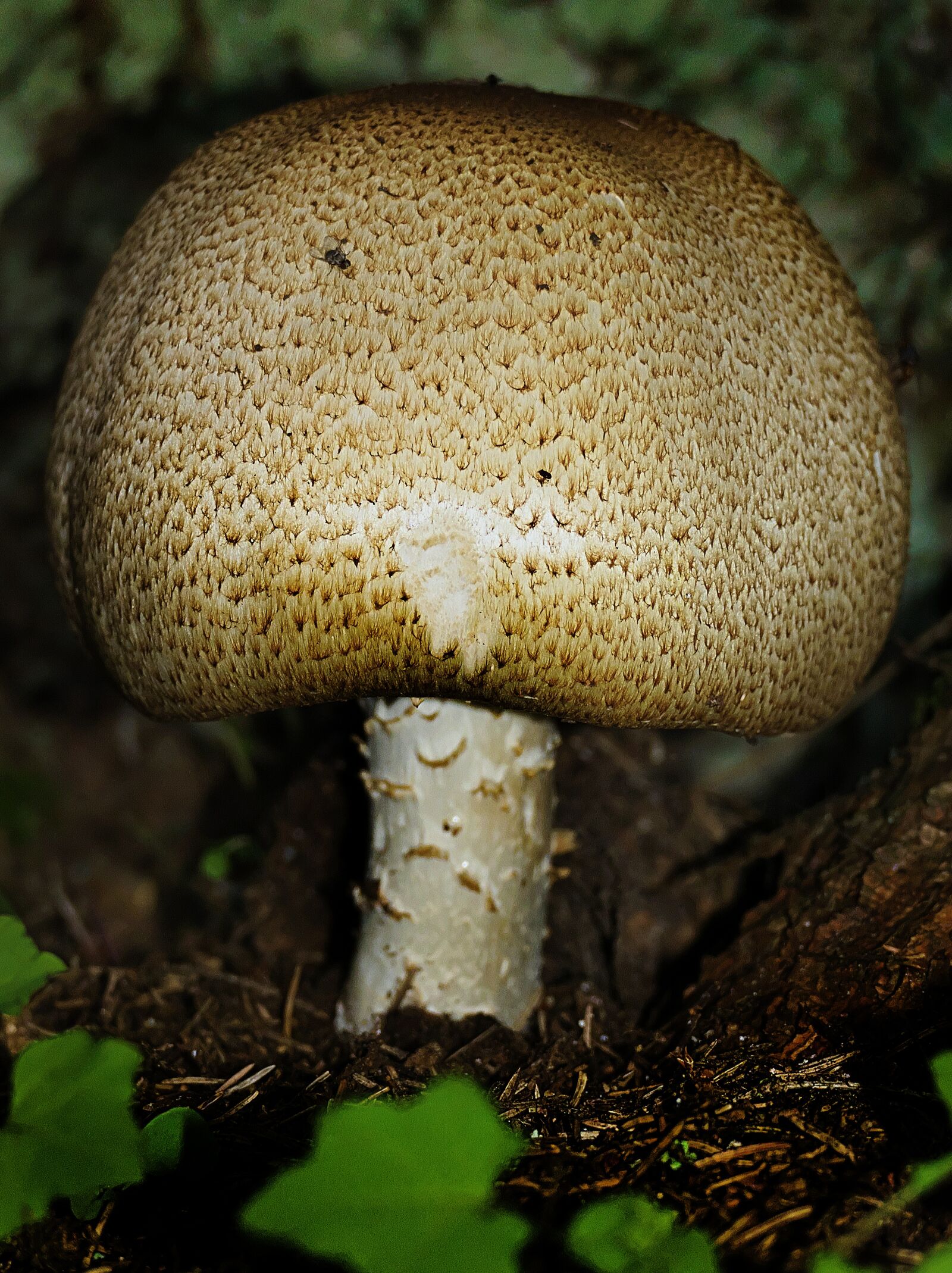 Panasonic Lumix DMC-FZ1000 sample photo. Mushroom, forest, moss photography