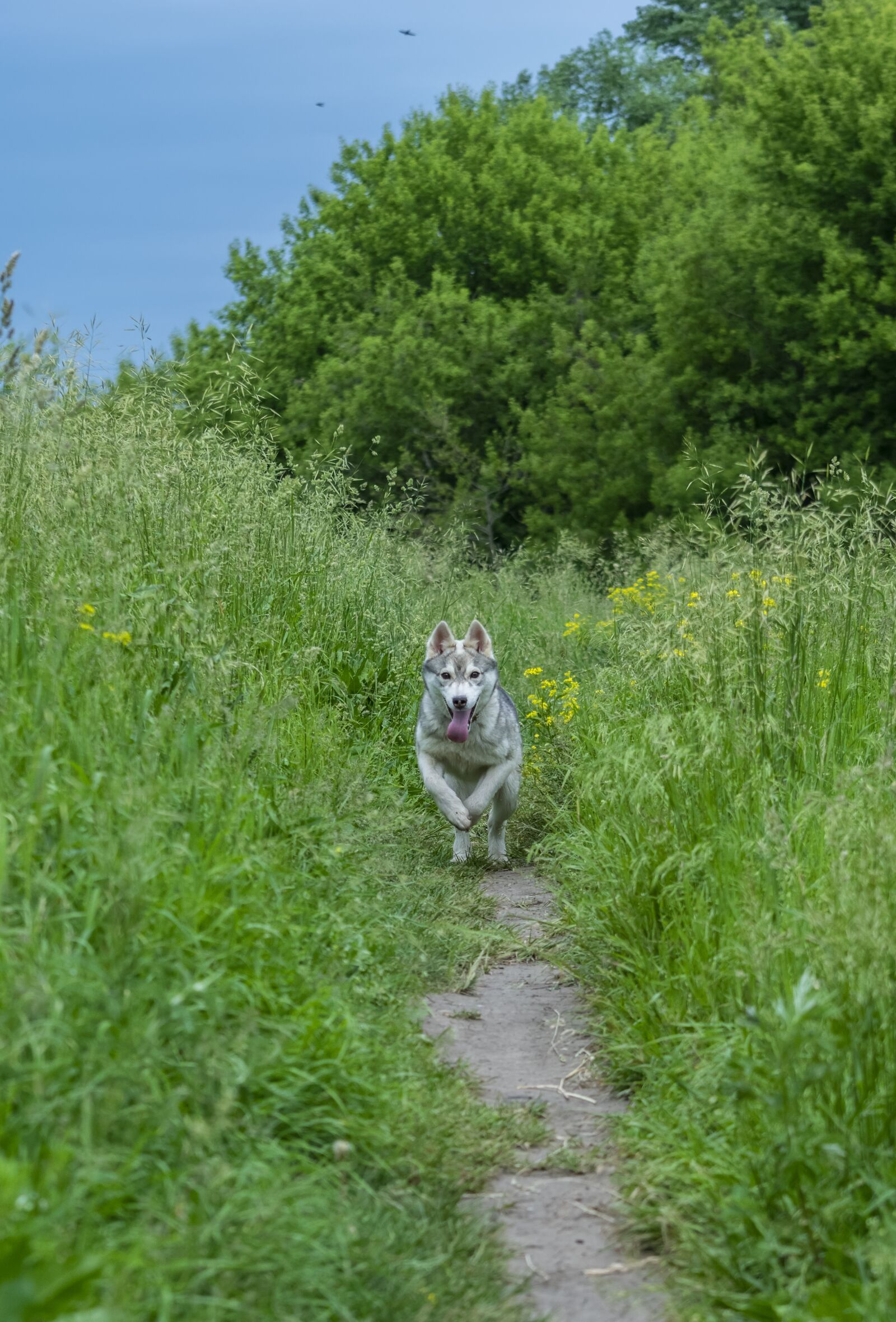 Nikon D3300 sample photo. Nature, puppy, dog photography