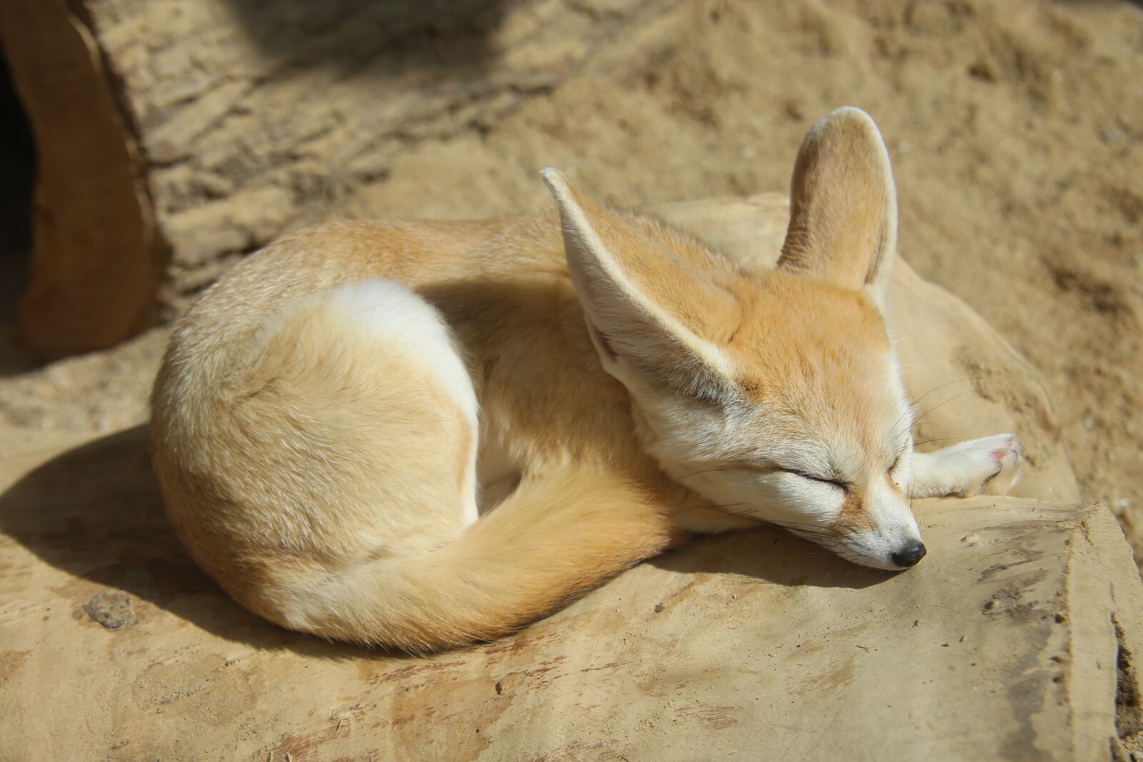 Canon EOS 6D sample photo. Zoo, desert fox, fox photography