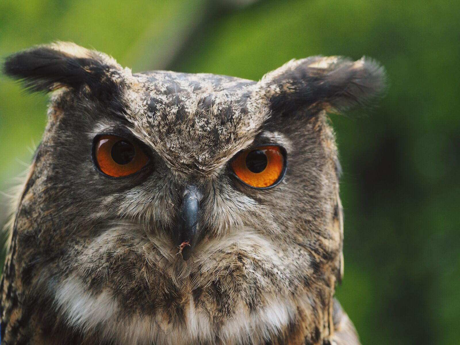 Olympus OM-D E-M10 sample photo. Eagle owl, owl, raptor photography
