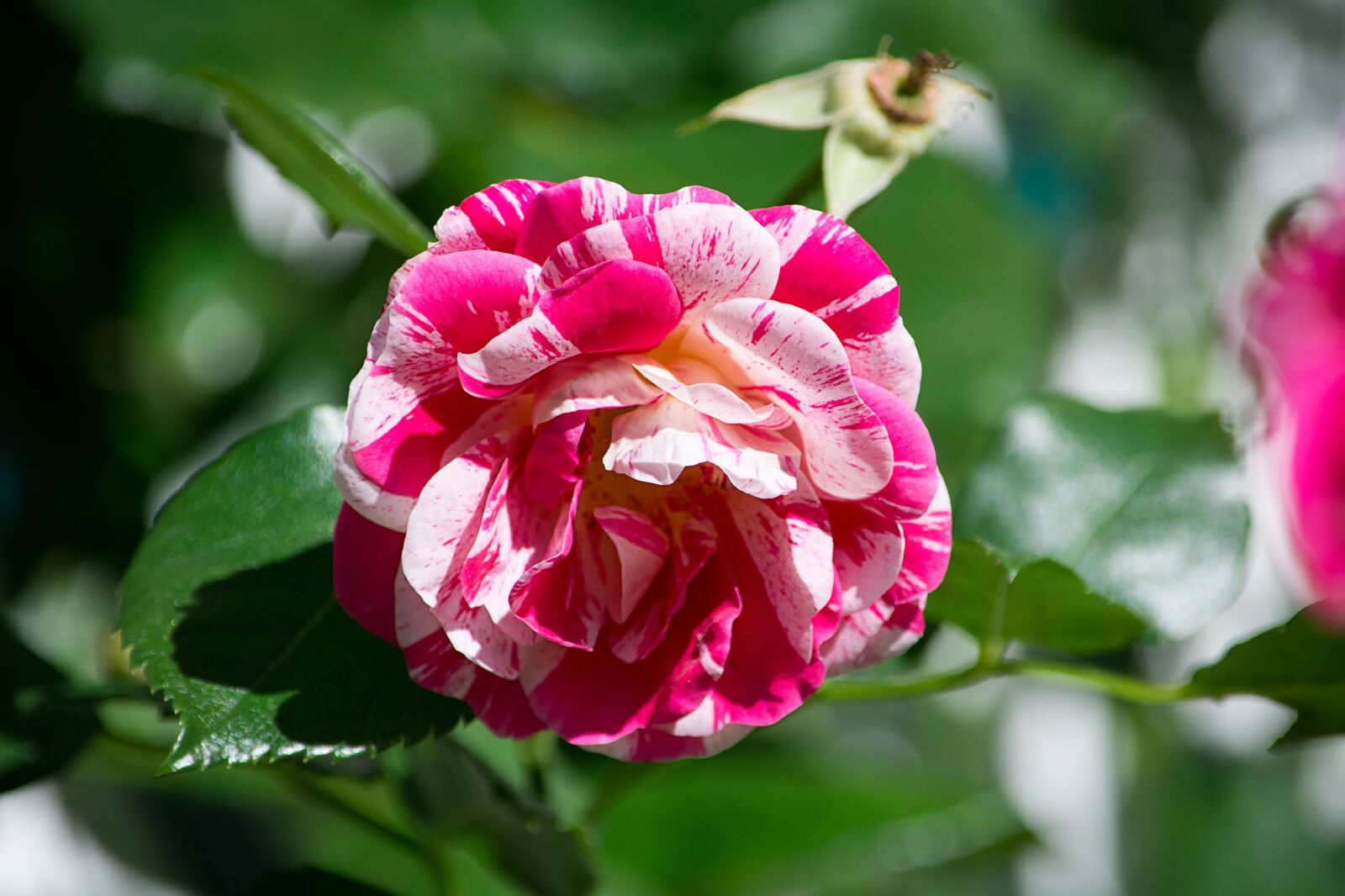 Nikon D7100 sample photo. Rose, pink white, blossom photography