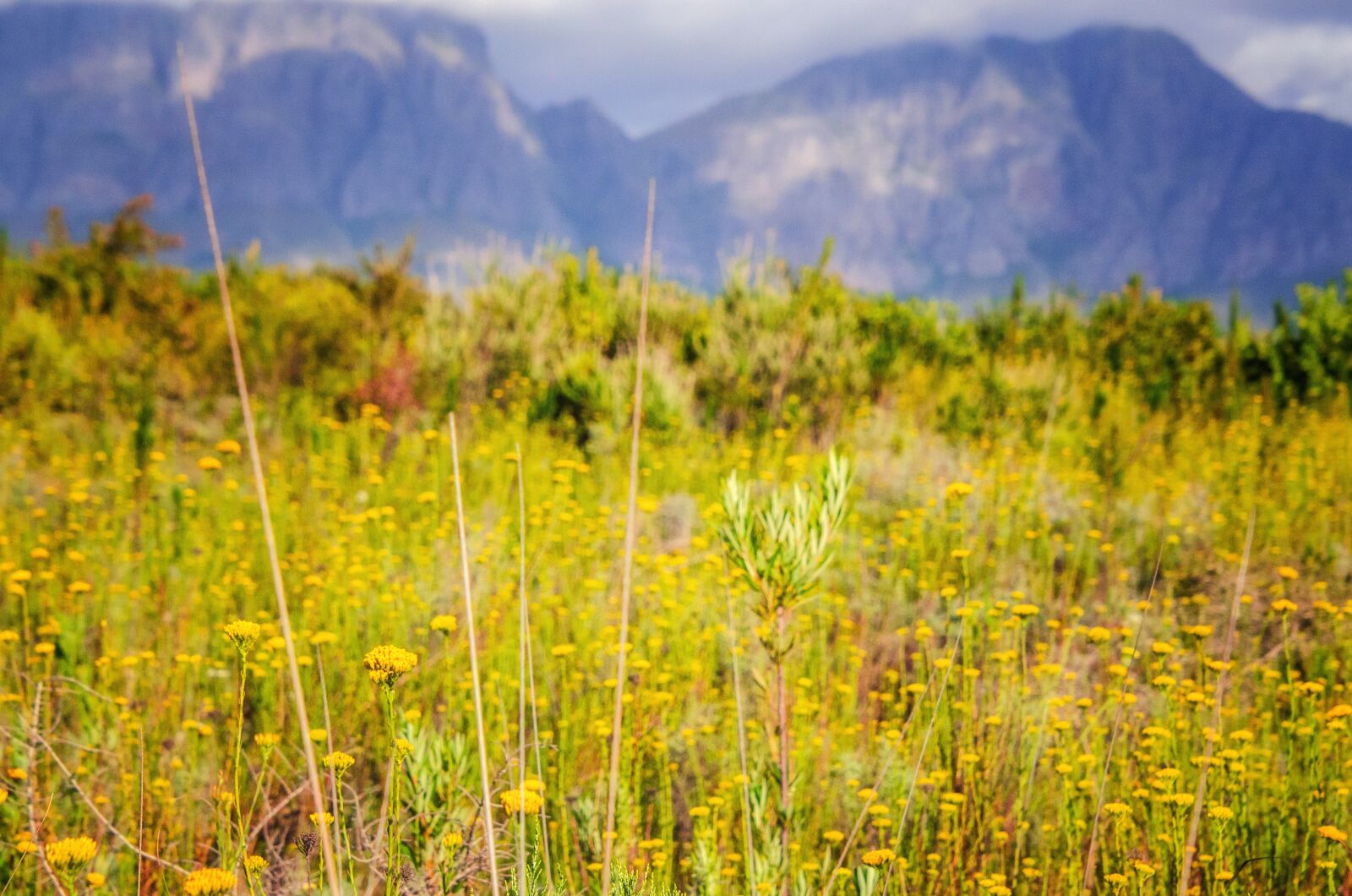 Nikon D7000 sample photo. Field, meadow, flowers photography