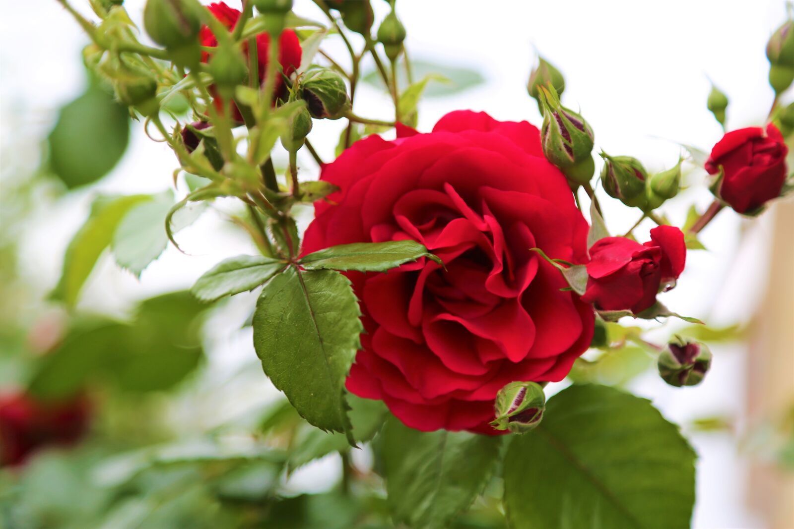 Canon EF 24-105mm F4L IS USM sample photo. Rose, red, rose bush photography