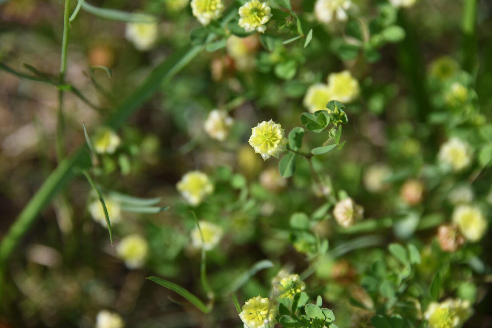 Nikon D850 sample photo. Flower, plant, bloom photography