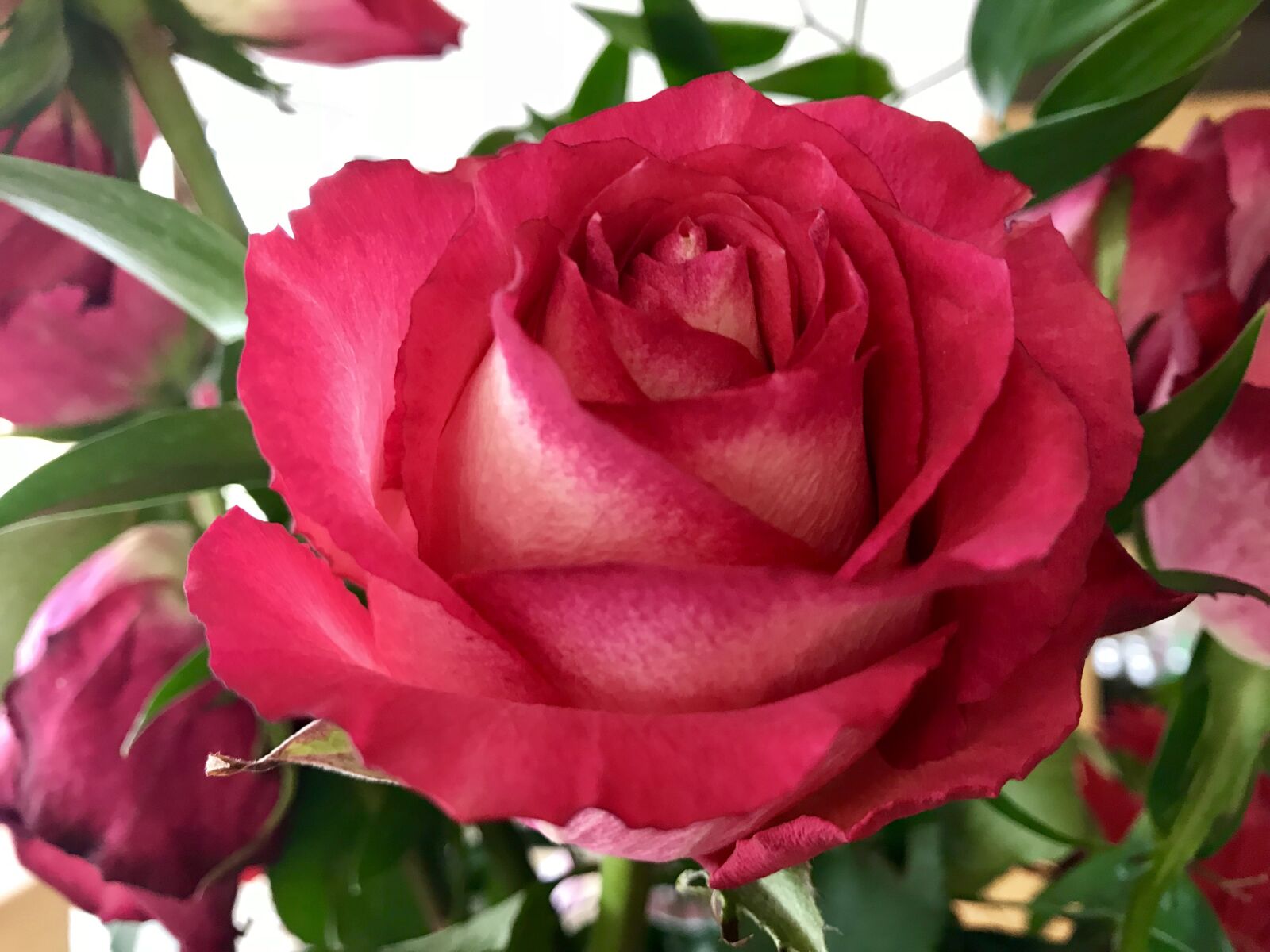 Apple iPhone 7 sample photo. Rose, flower, flowers photography
