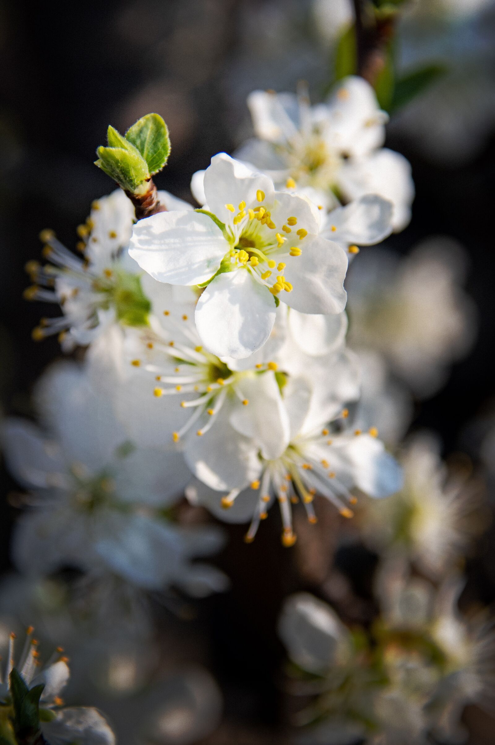 Nikon D3200 sample photo. Spring flowers, bloom, spring photography