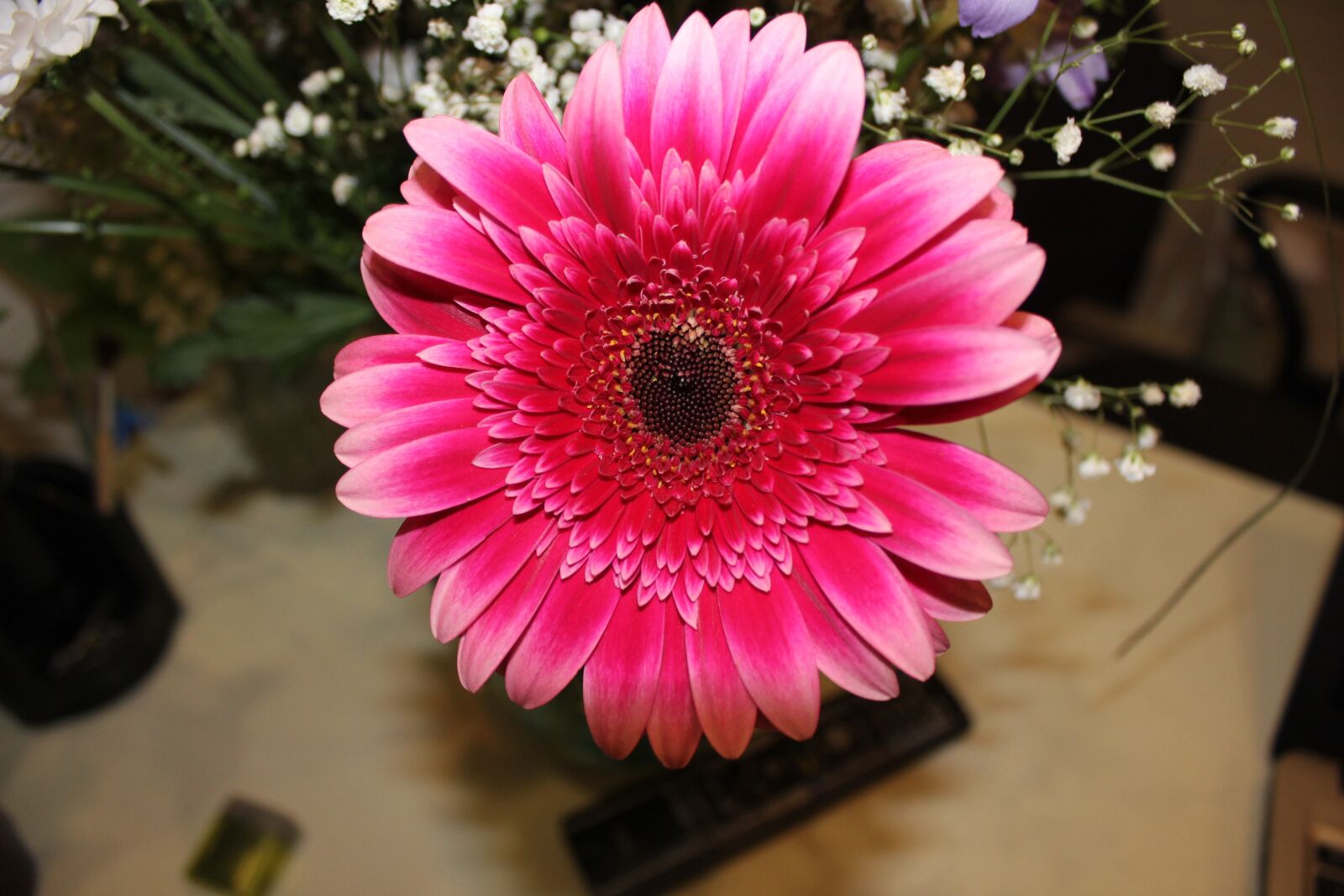 Canon EOS 550D (EOS Rebel T2i / EOS Kiss X4) sample photo. Chrysanthemum, pink, flower photography