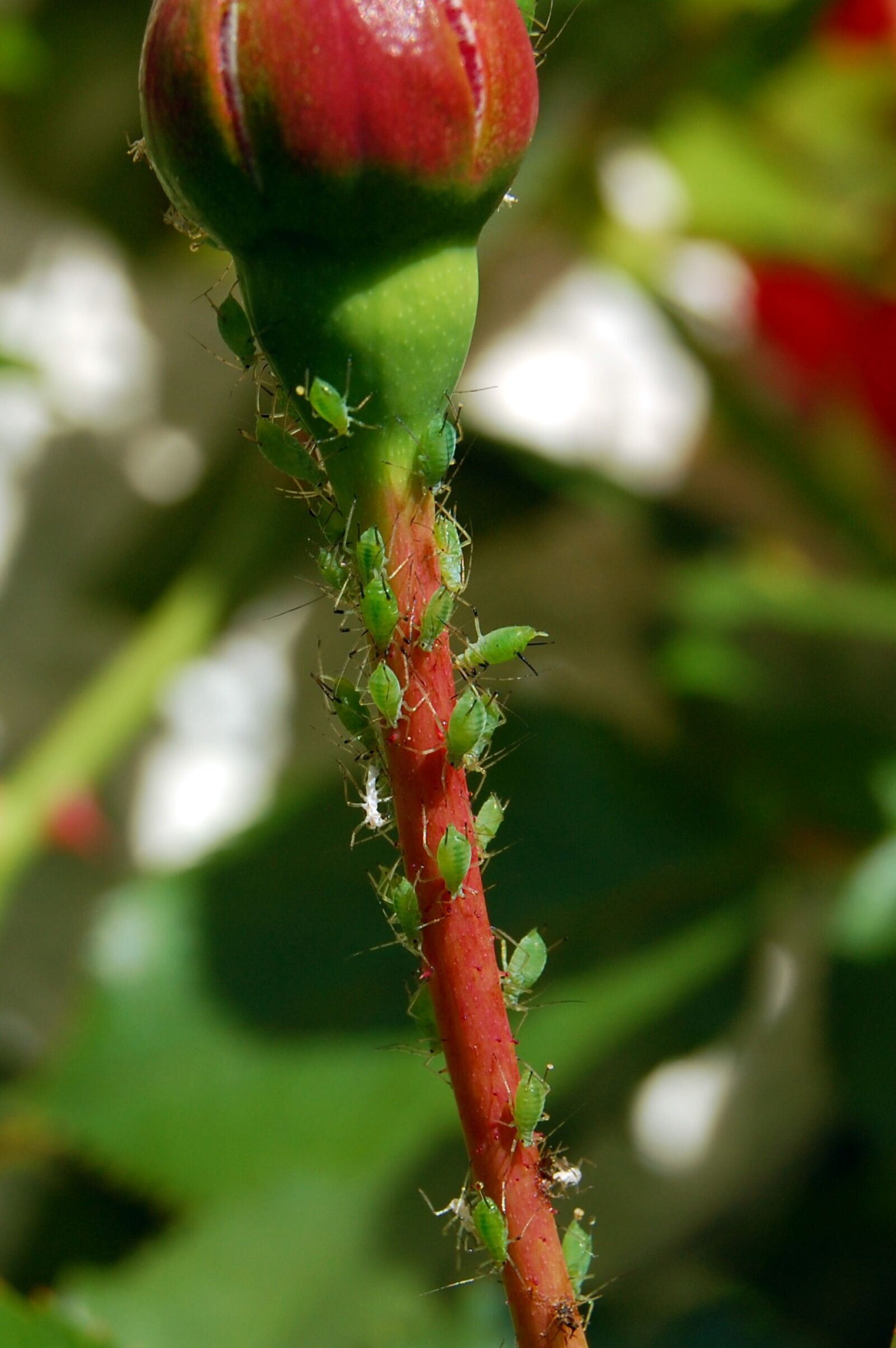 Nikon D40 sample photo. Lice, aphids, ros photography