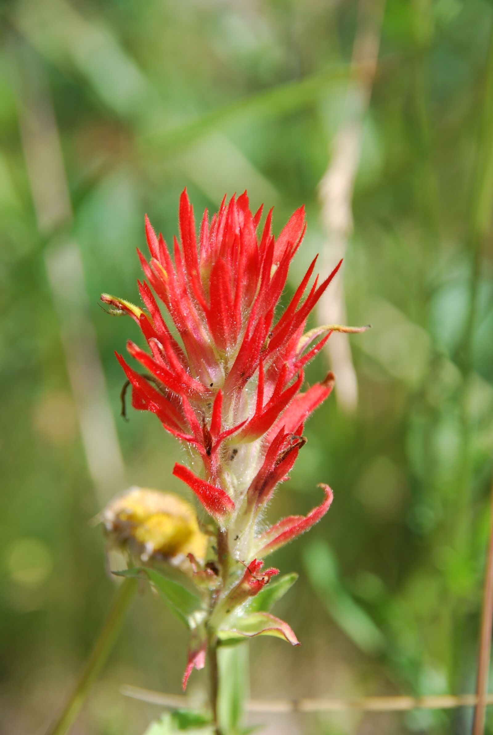 Nikon D80 sample photo. Canada, nature, plant photography