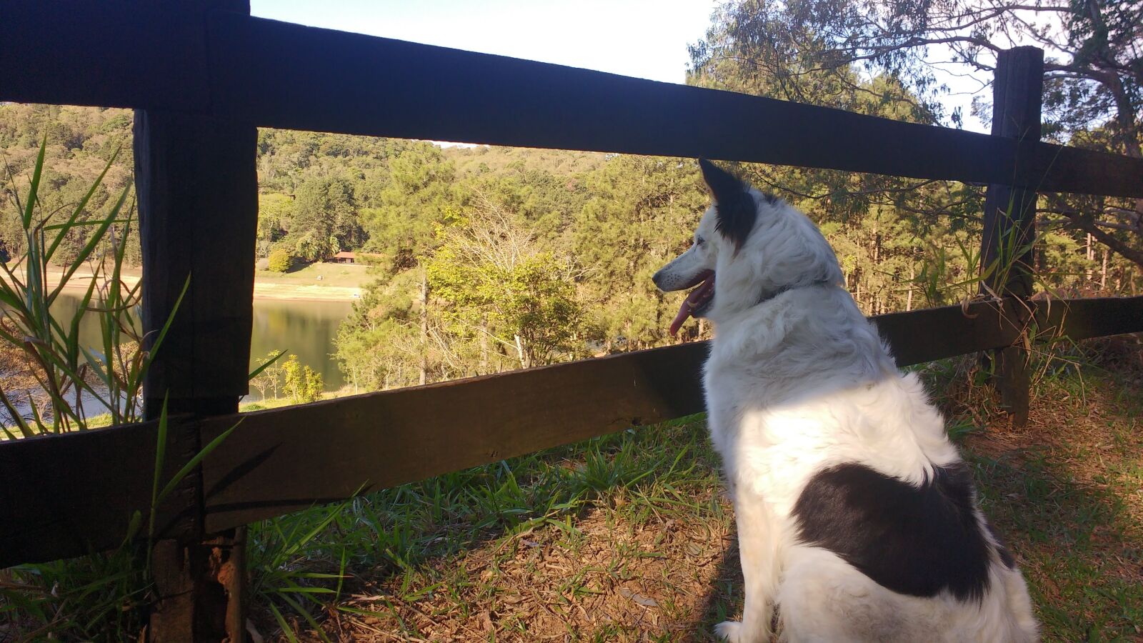 Motorola MotoG3 sample photo. Dog, lake, animal photography
