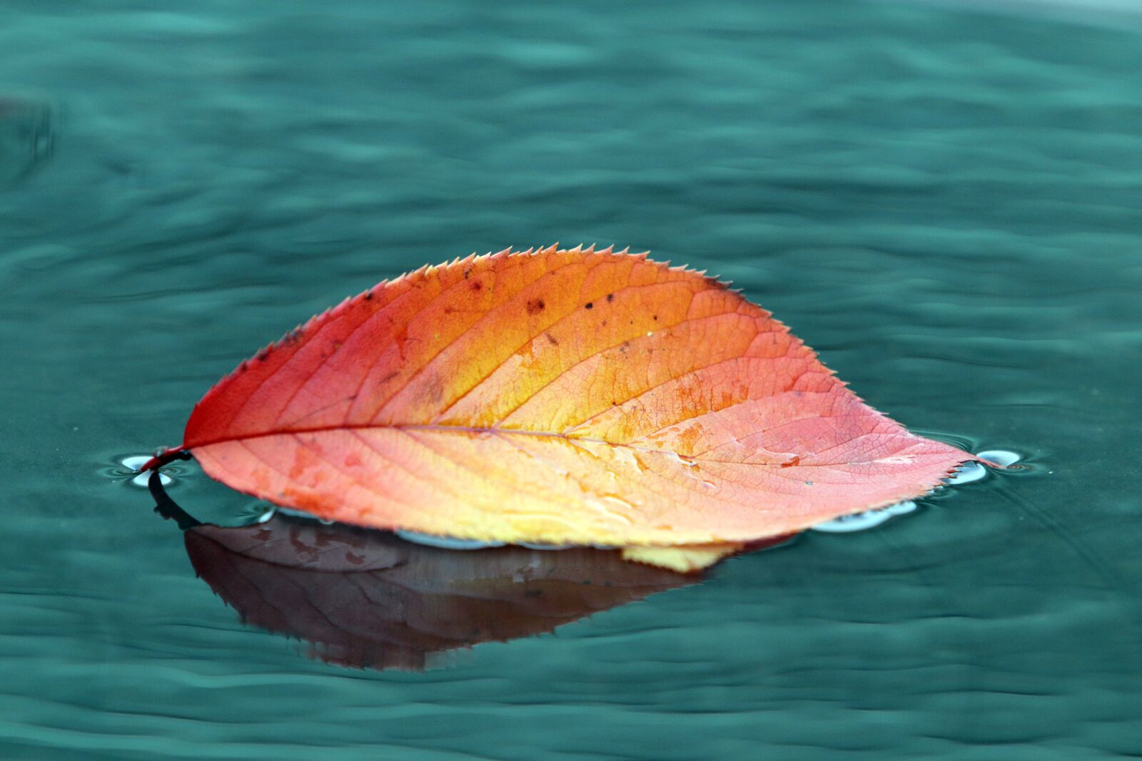 Canon EF 70-200mm F2.8L USM sample photo. Autumn leaves, maple, autumn photography