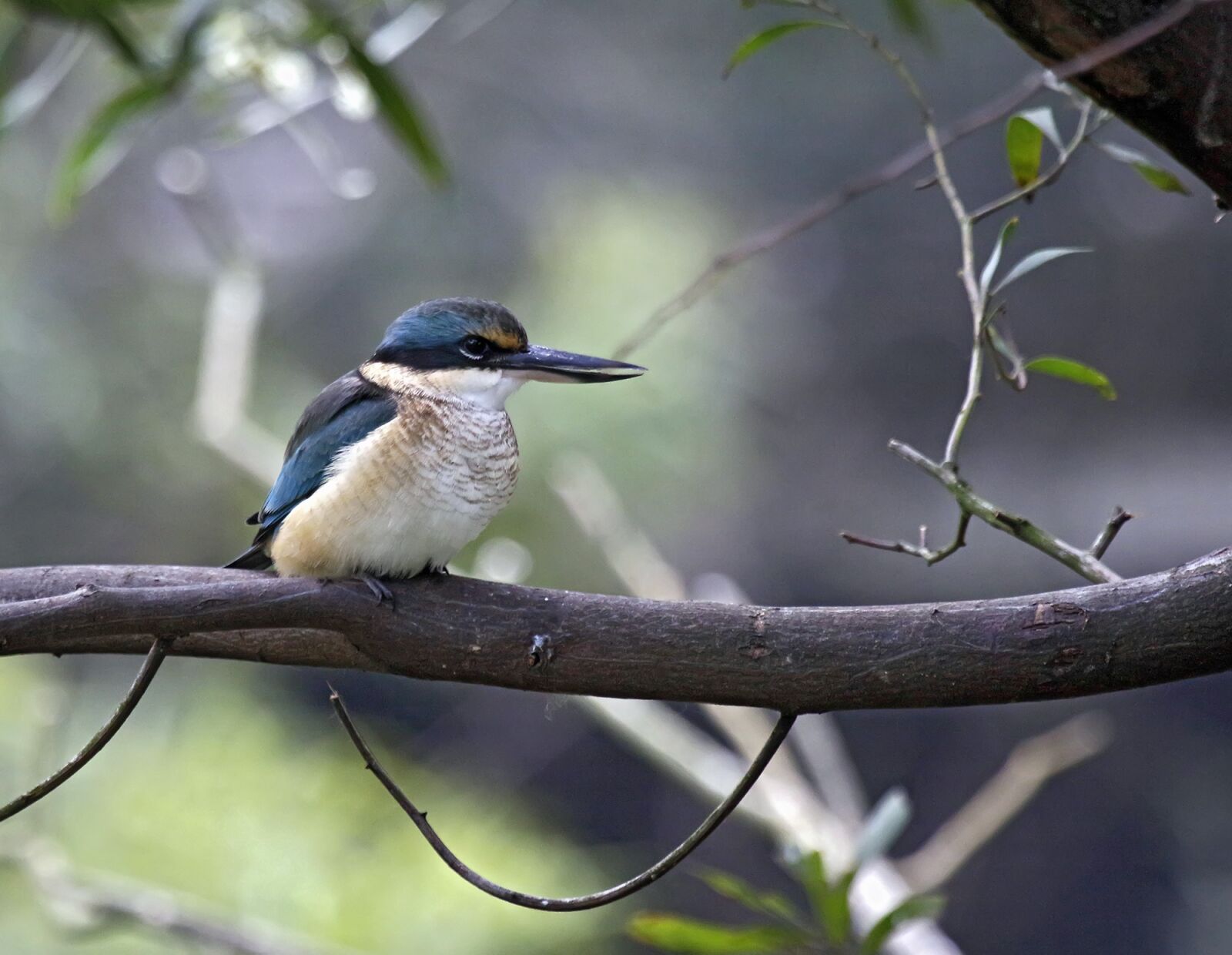 Canon EOS 7D Mark II sample photo. Sacred, kingfisher, bird photography