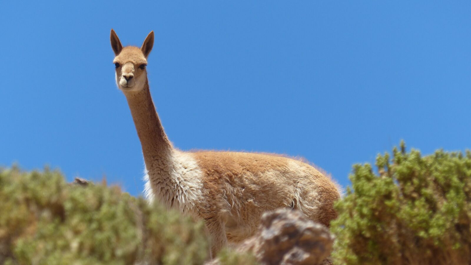 Panasonic Lumix DMC-FZ200 sample photo. Bolivia, altiplano, vicuña photography