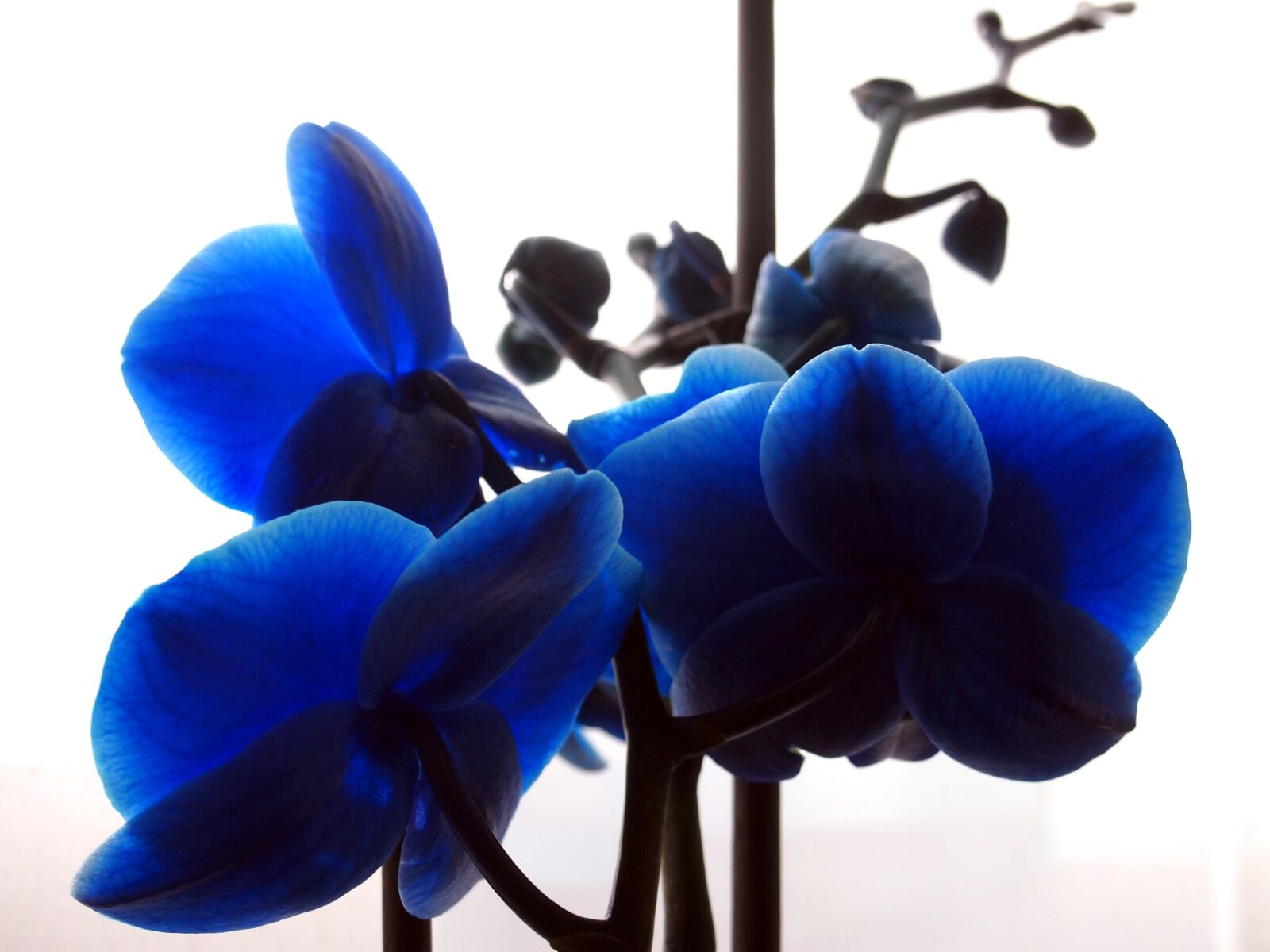 Olympus PEN E-PL3 sample photo. Orchid, flower, blue photography