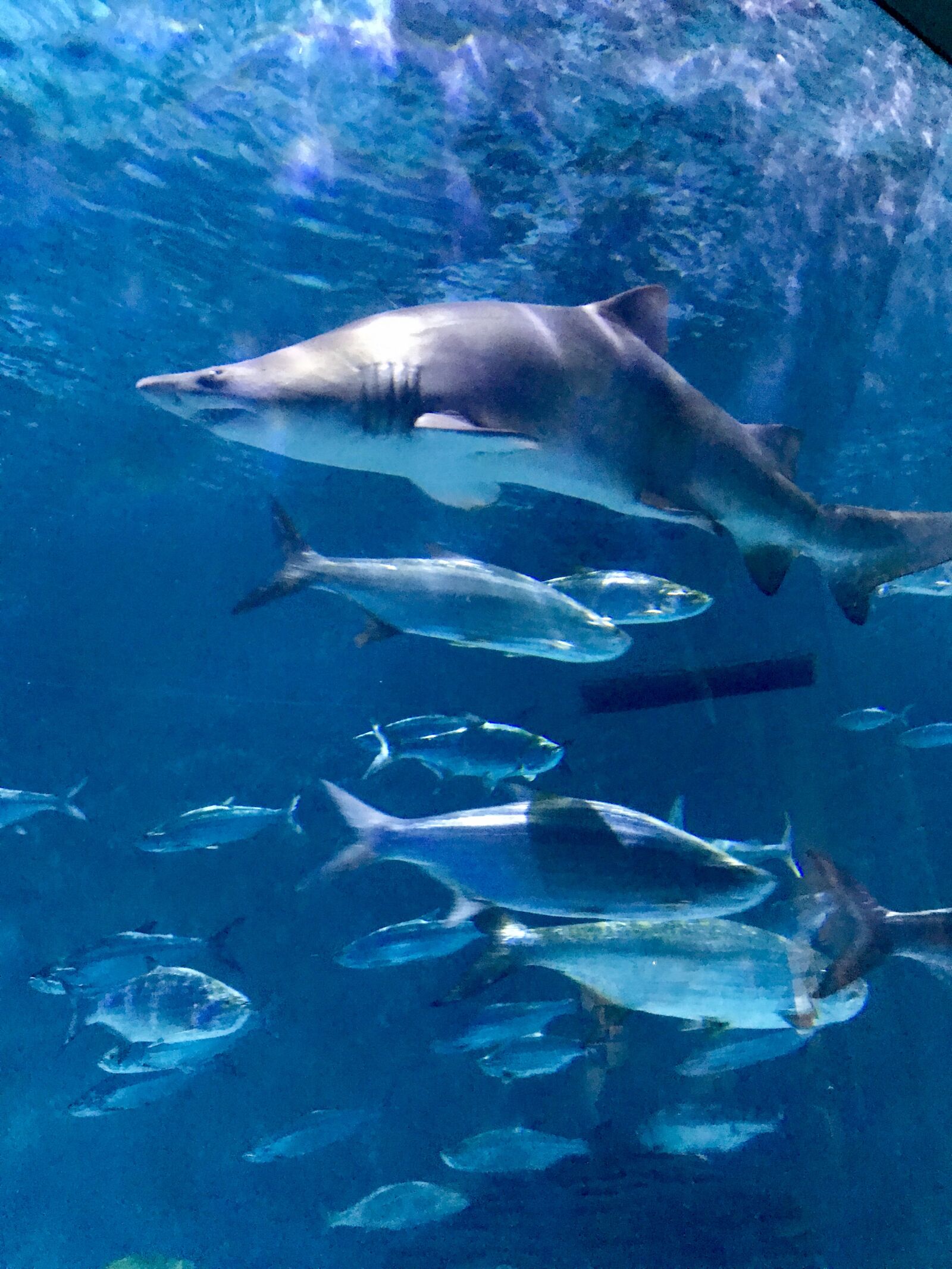 Apple iPhone 7 Plus sample photo. Aquarium photography