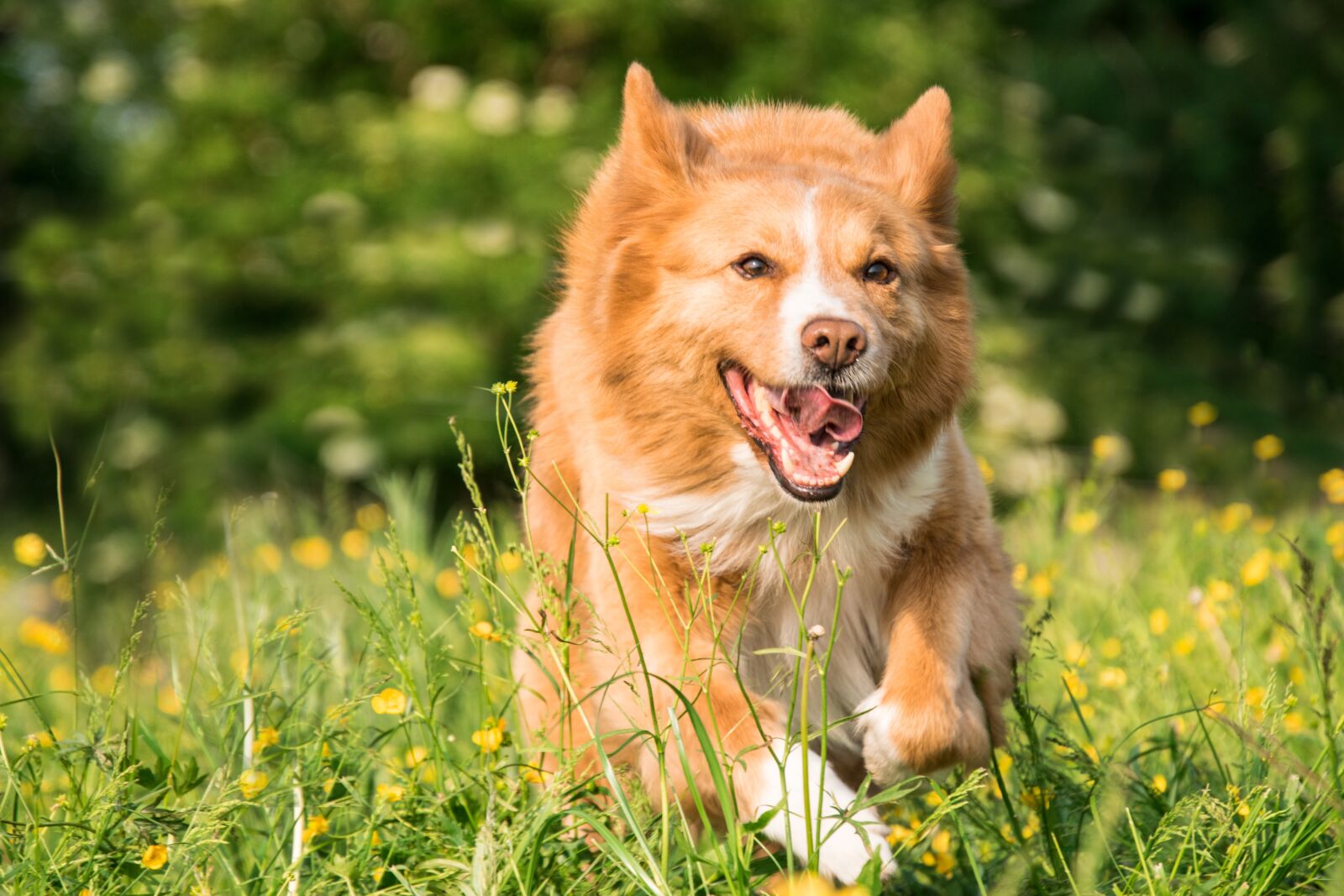 Nikon D3300 sample photo. Dog, run, play photography
