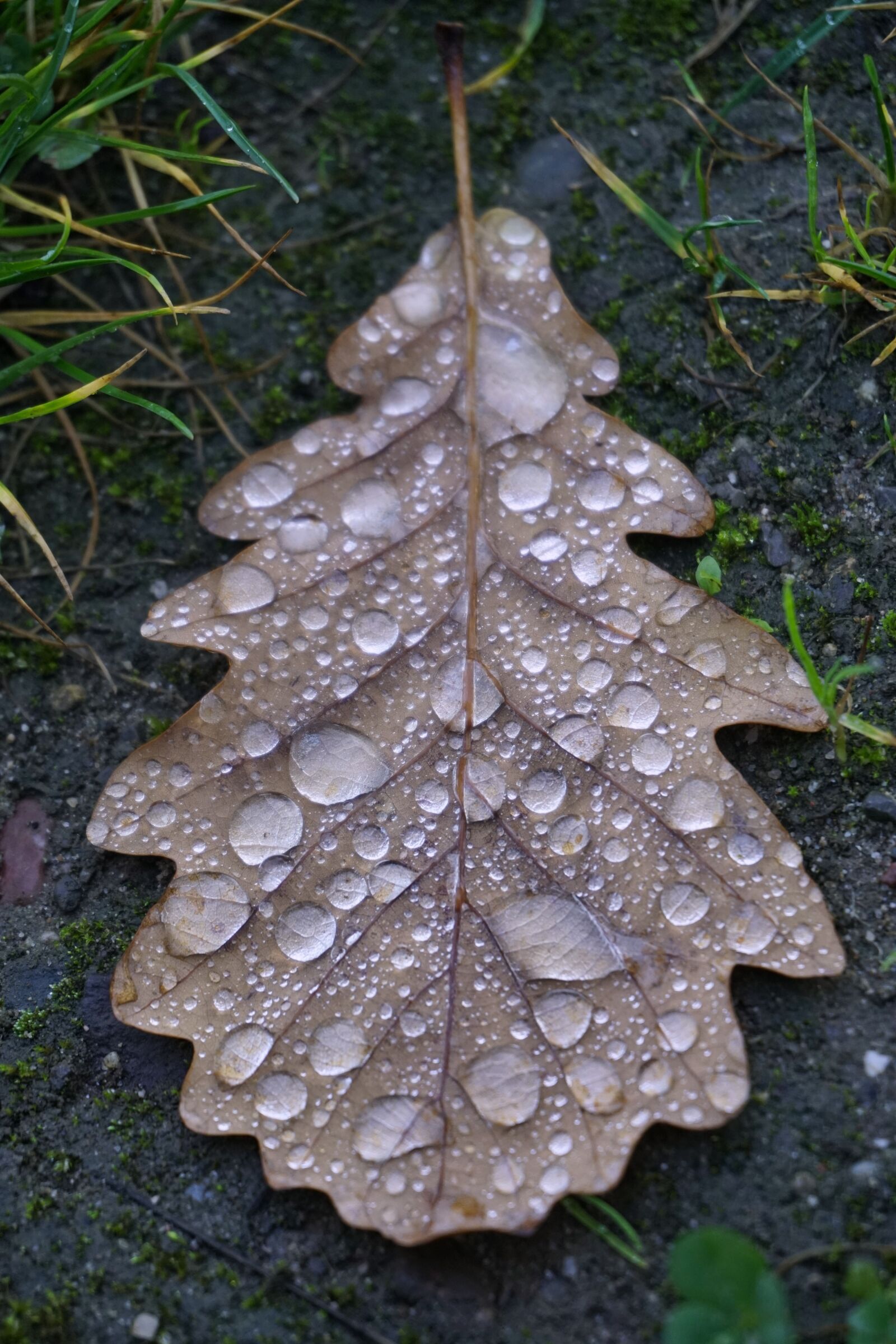 Sony a6500 sample photo. Autumn, leaves, nature photography